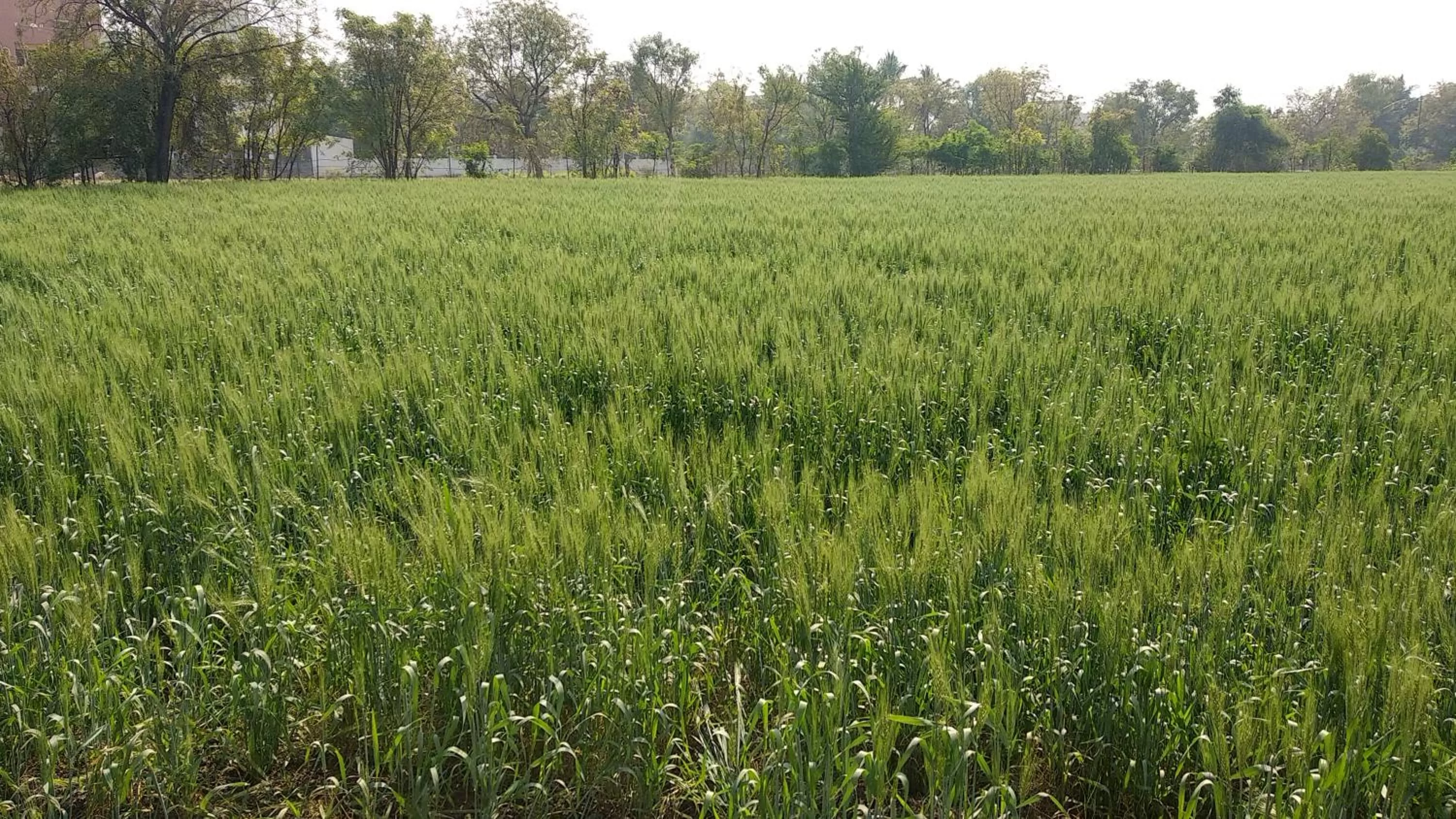 Other in SAI SRUSHTI by NEEM SQUARE