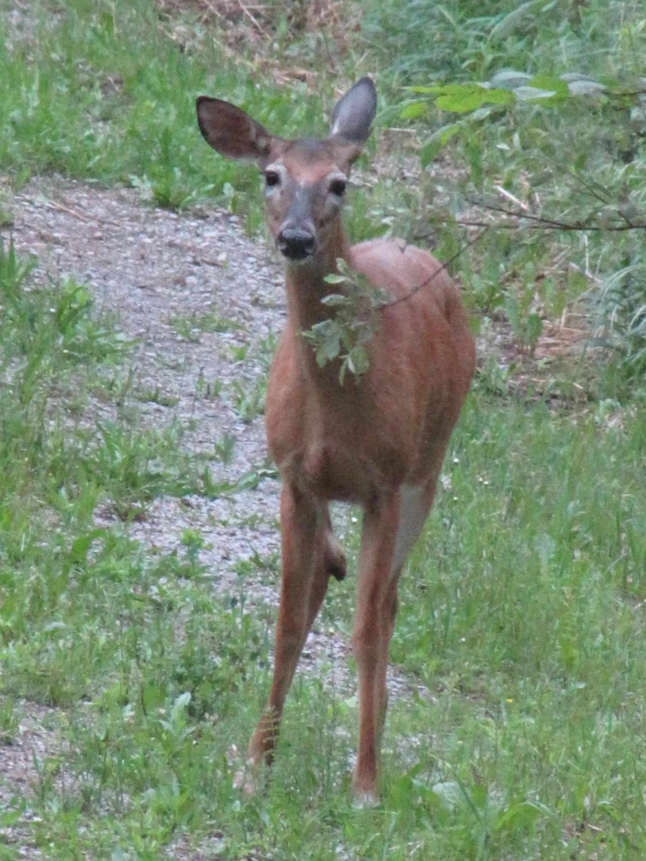 Animals, Other Animals in Shambhala Bed and Breakfast