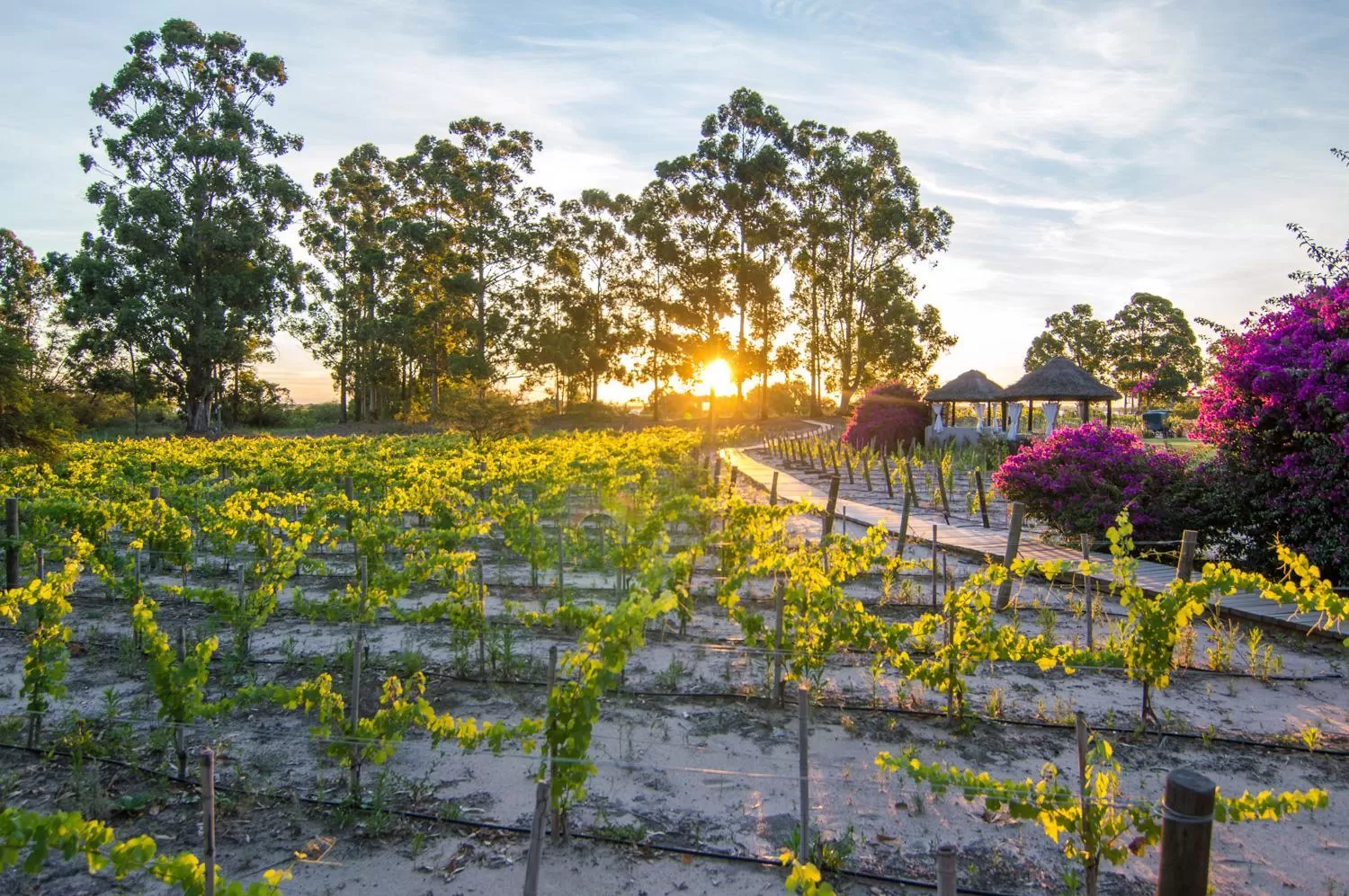Garden in Carmelo Resort & Spa