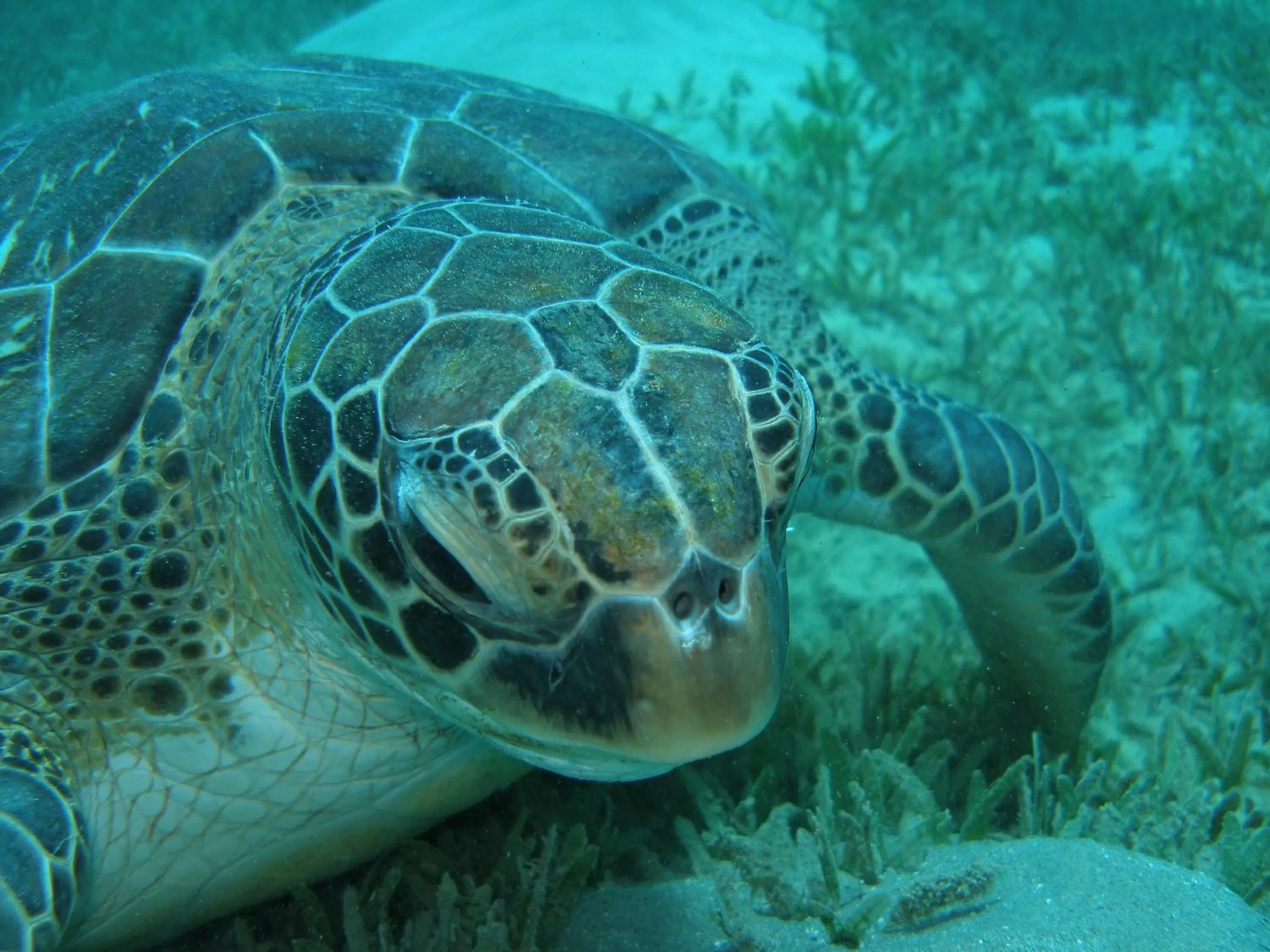 Snorkeling in Coral Sun Beach
