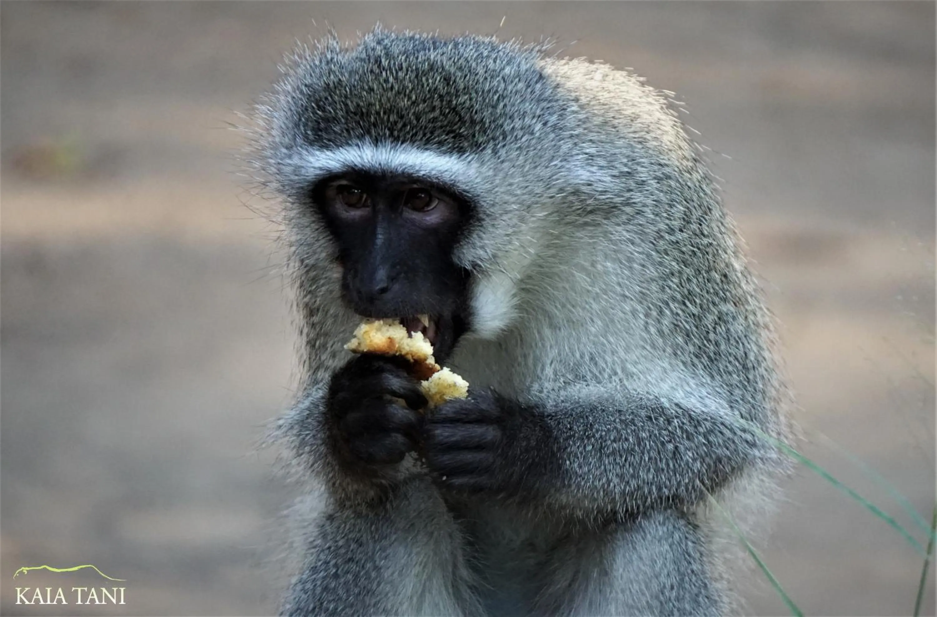 Animals in Kaia Tani Exclusive Guesthouse