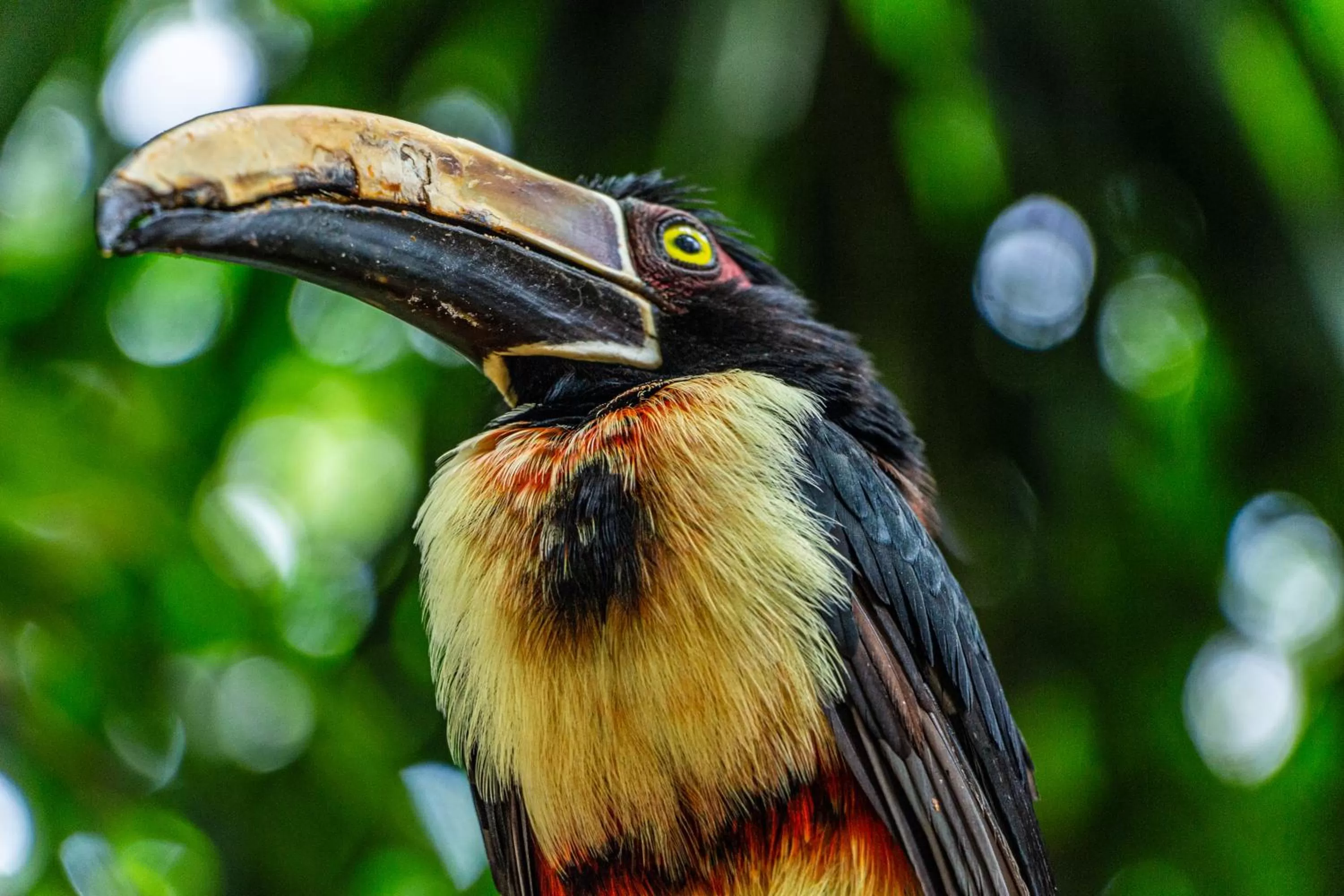 Animals in GHL Corales de Indias