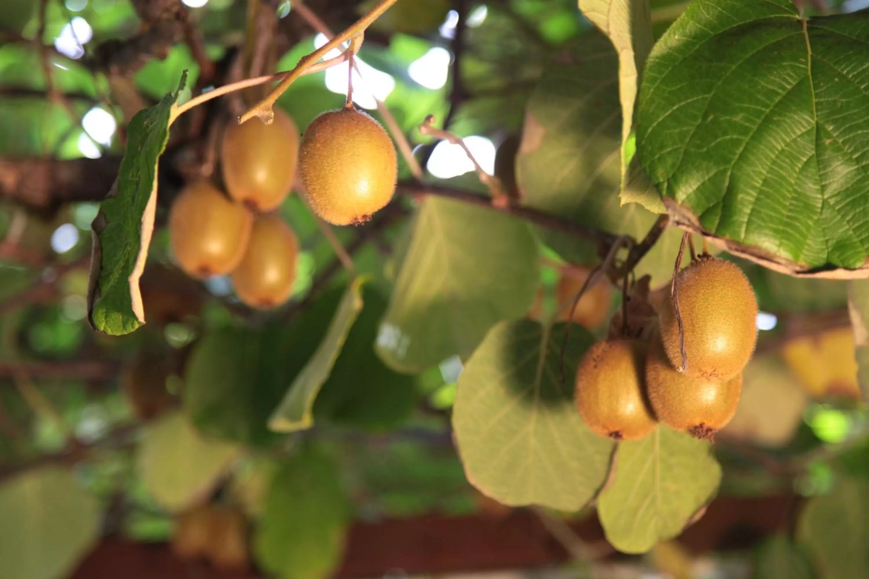 Garden view in Casa del Girasole