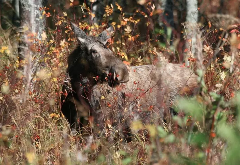 Natural landscape, Other Animals in Halcyon Heights B&B/Inn