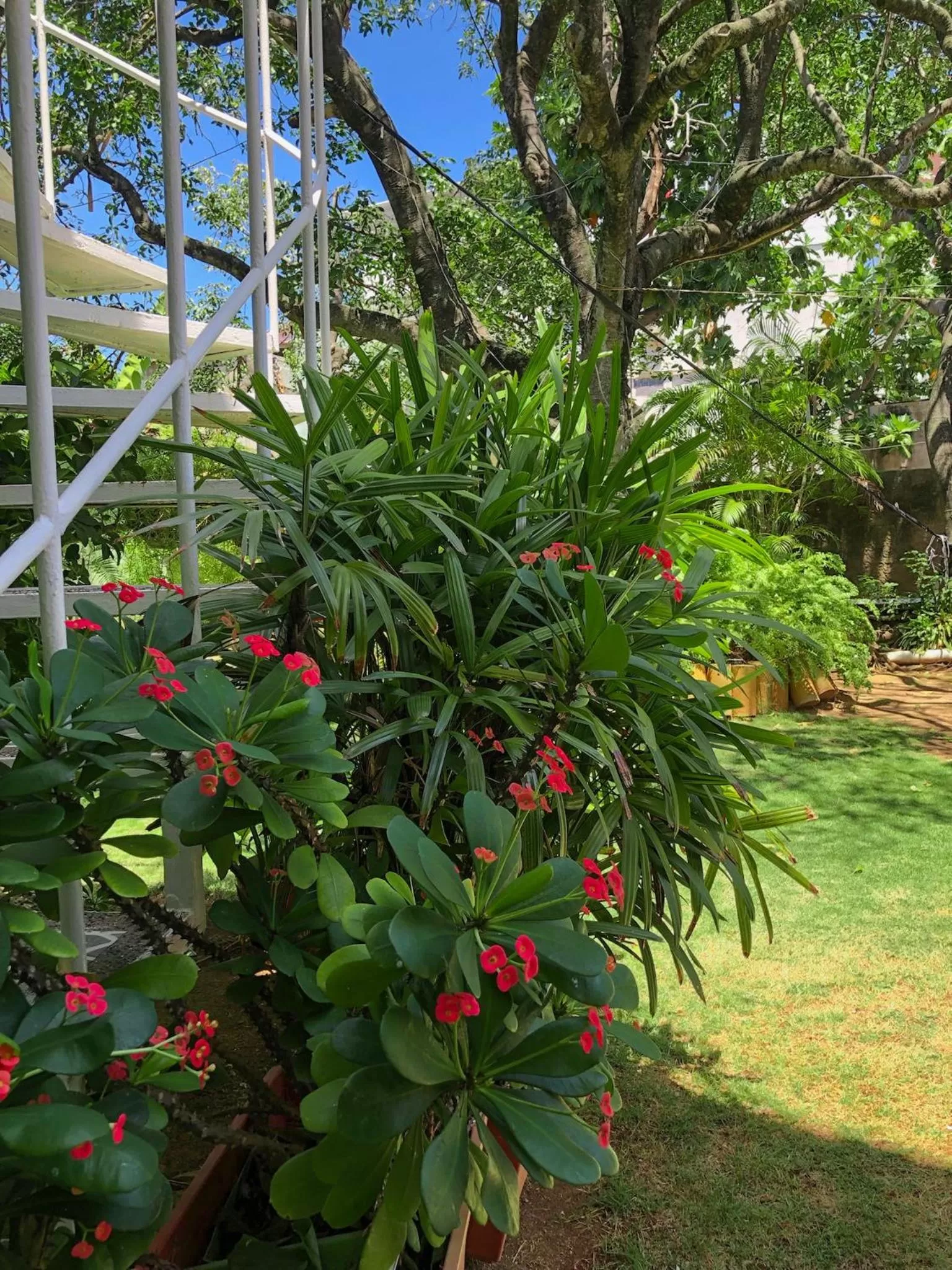Garden in Posada Nativa Bernard Place