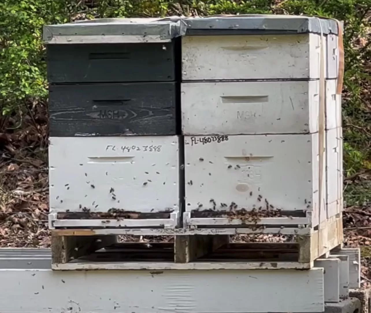 Laurel River Club Bed & Breakfast or LRCBNB