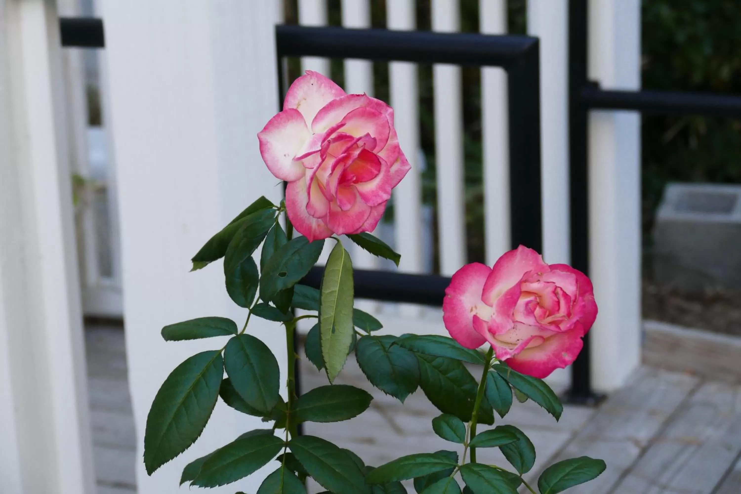 Beachview Inn and Spa