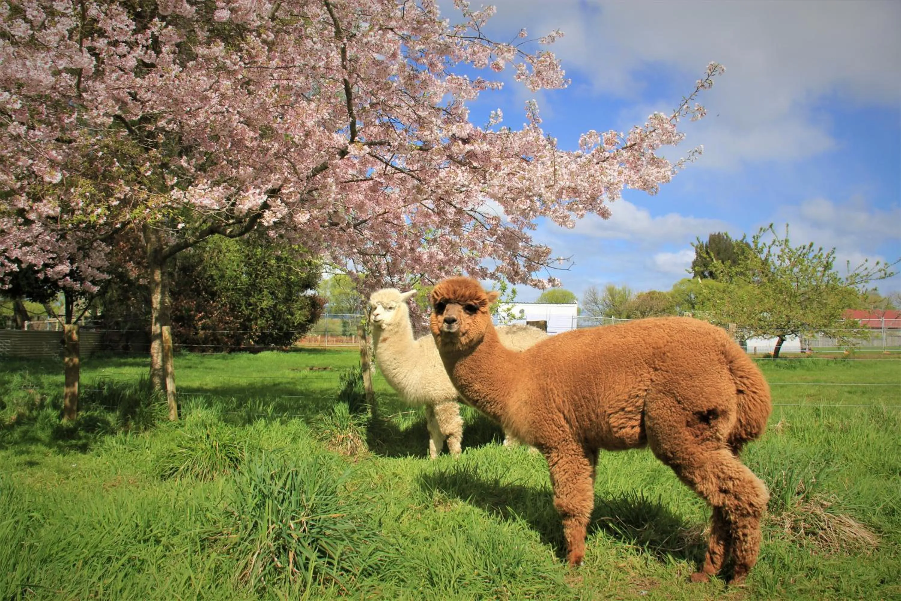 Spring in Hideaway of Rotorua