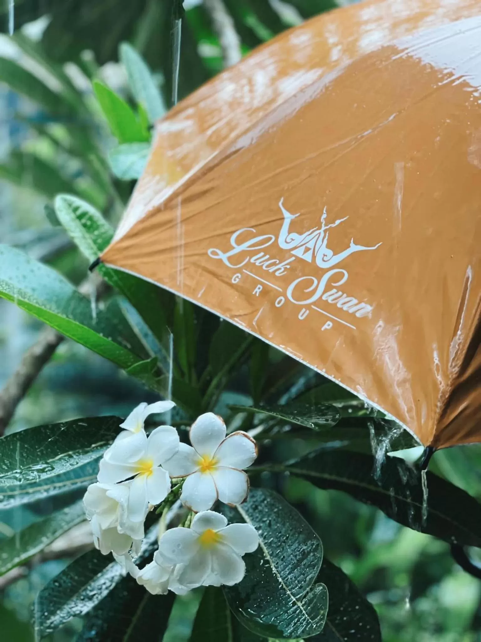 Property building in Luckswan Resort Chiang Rai - SHA Extra Plus