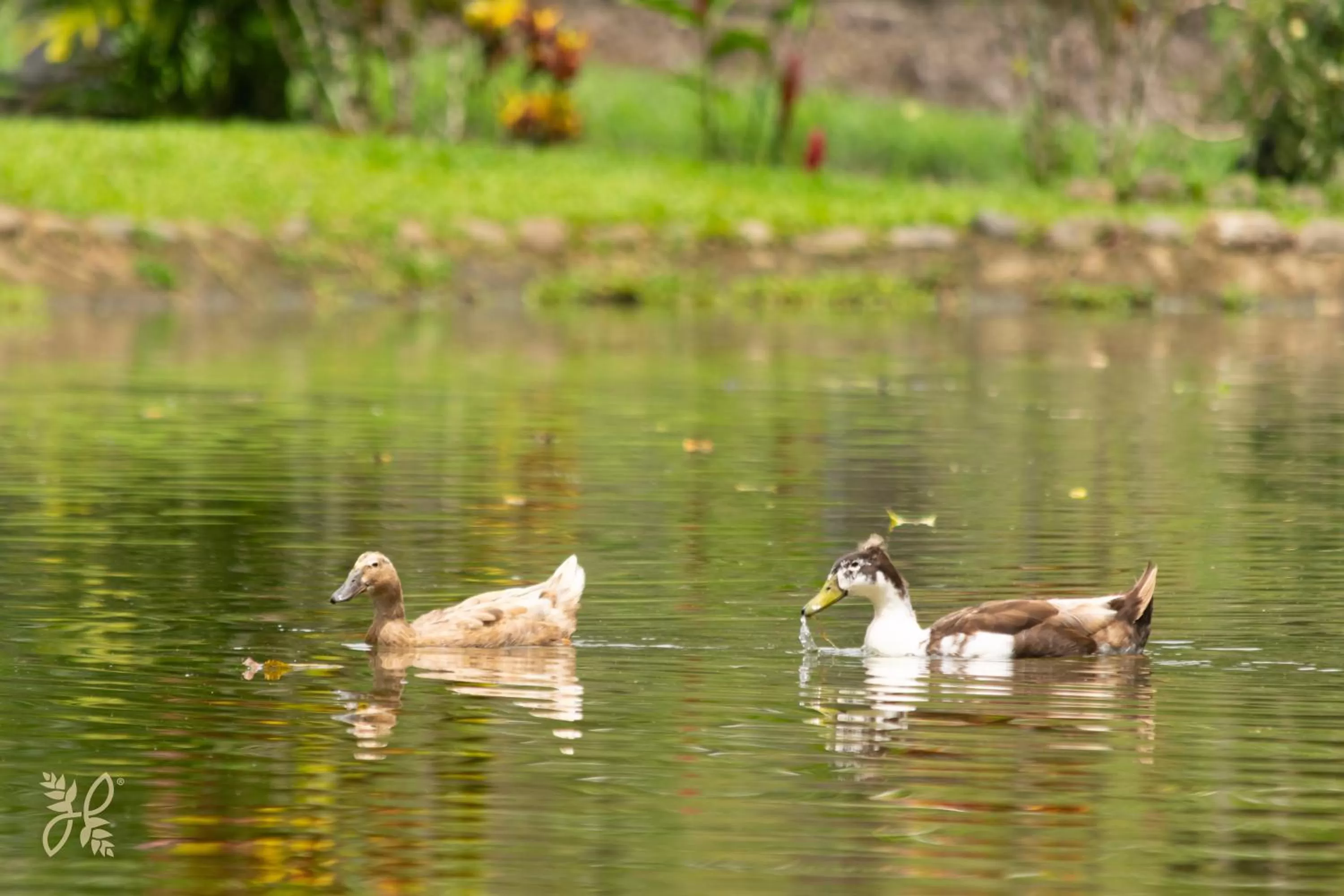 Animals in Hotel Heliconias Nature Inn & Hot Springs