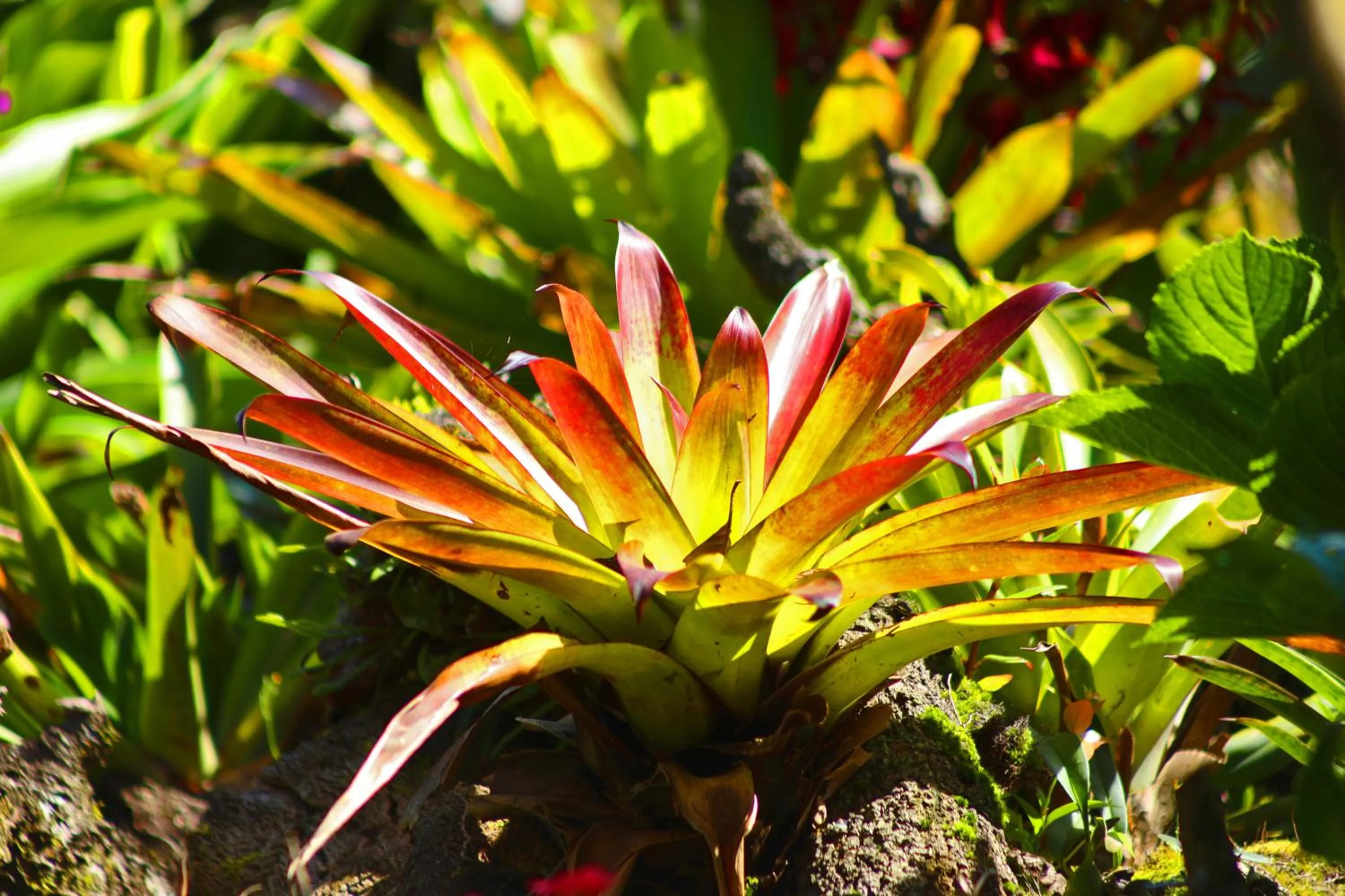 Garden in Trapp Family Lodge Monteverde