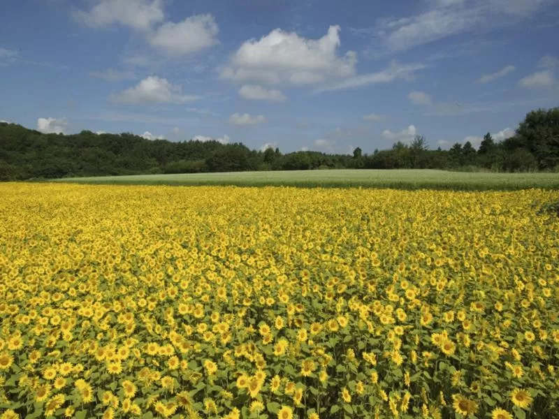 Smile Hotel Hachinohe