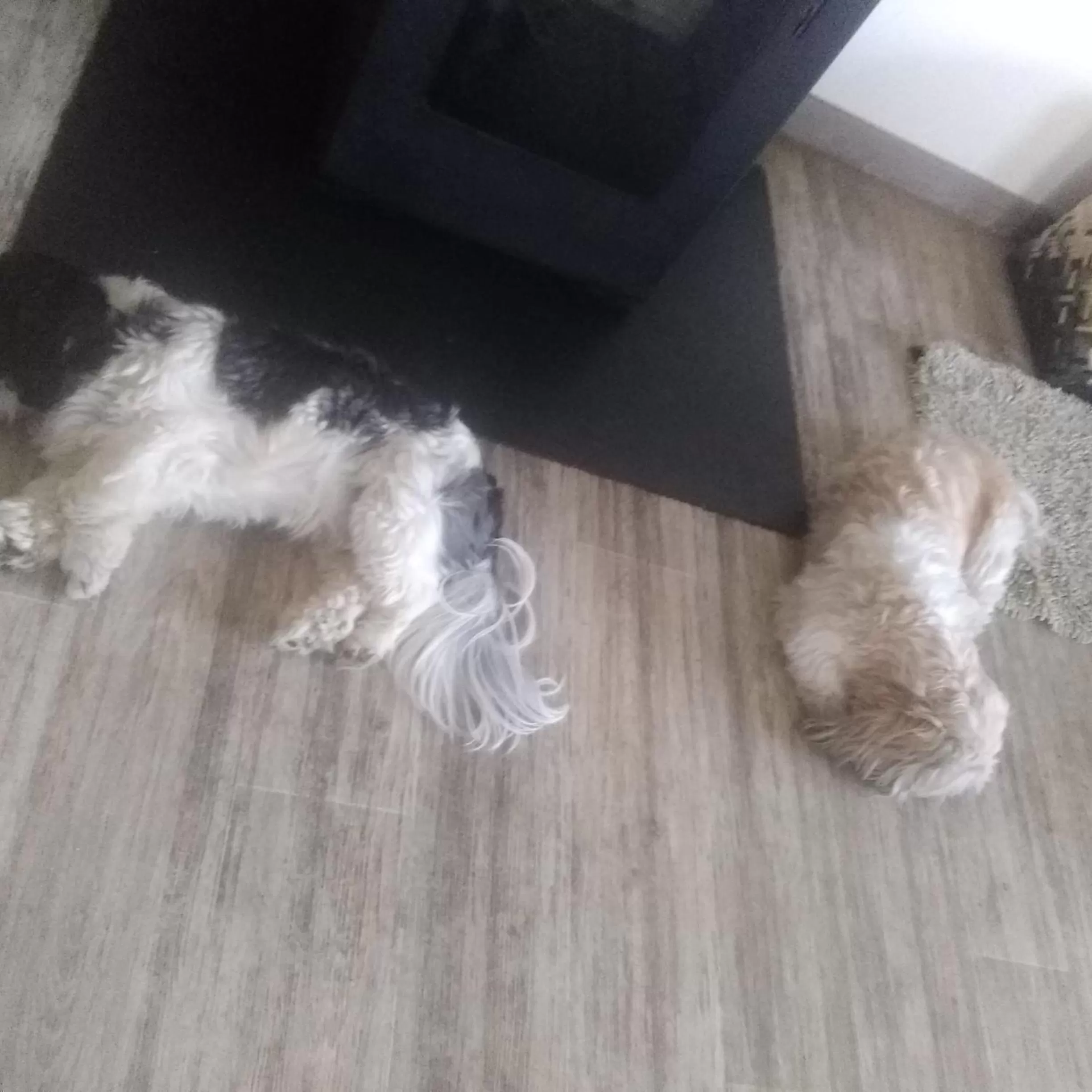 Pets in Virginie et Serge