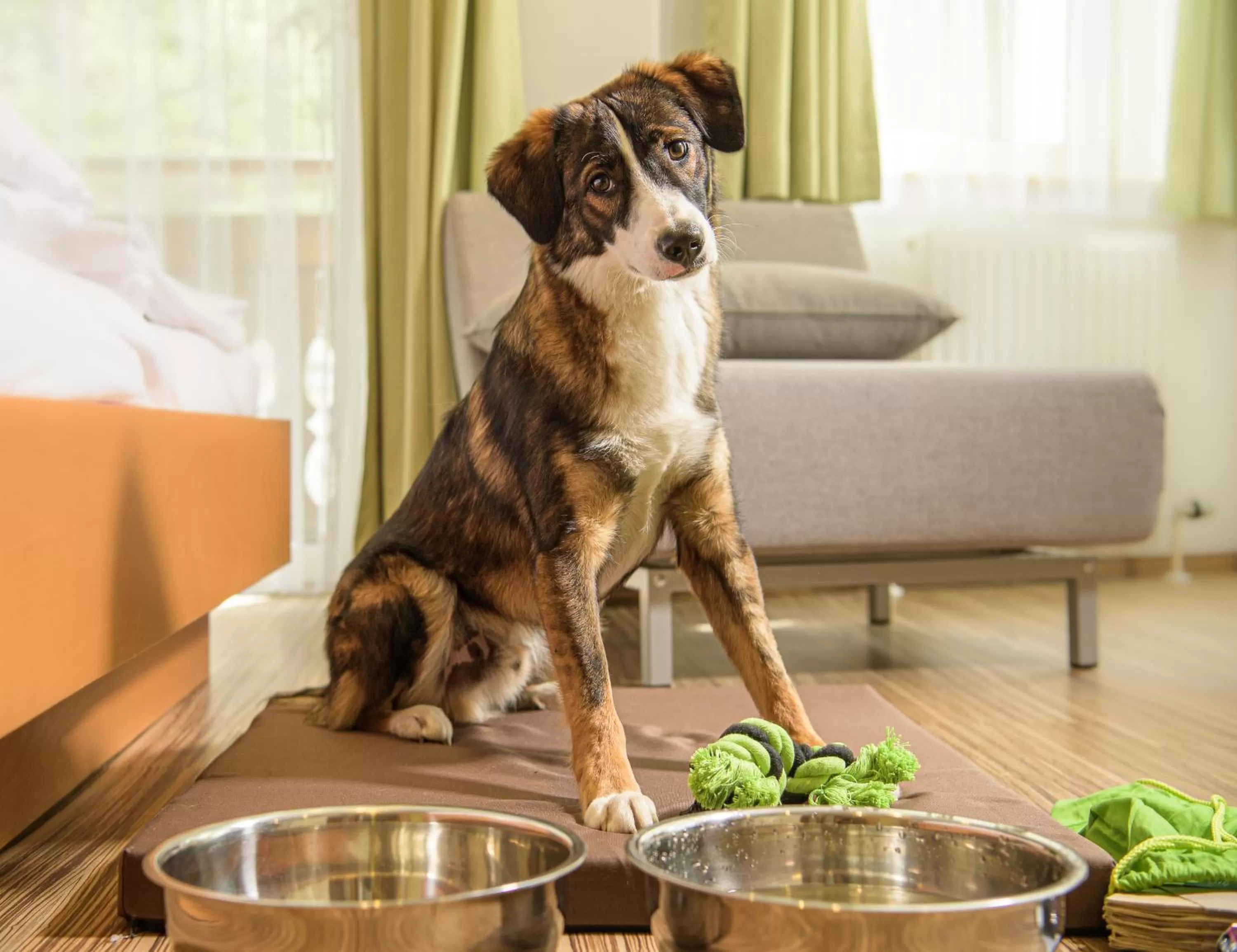 Pets in GRUBERS, Hotel Appartments Gastein