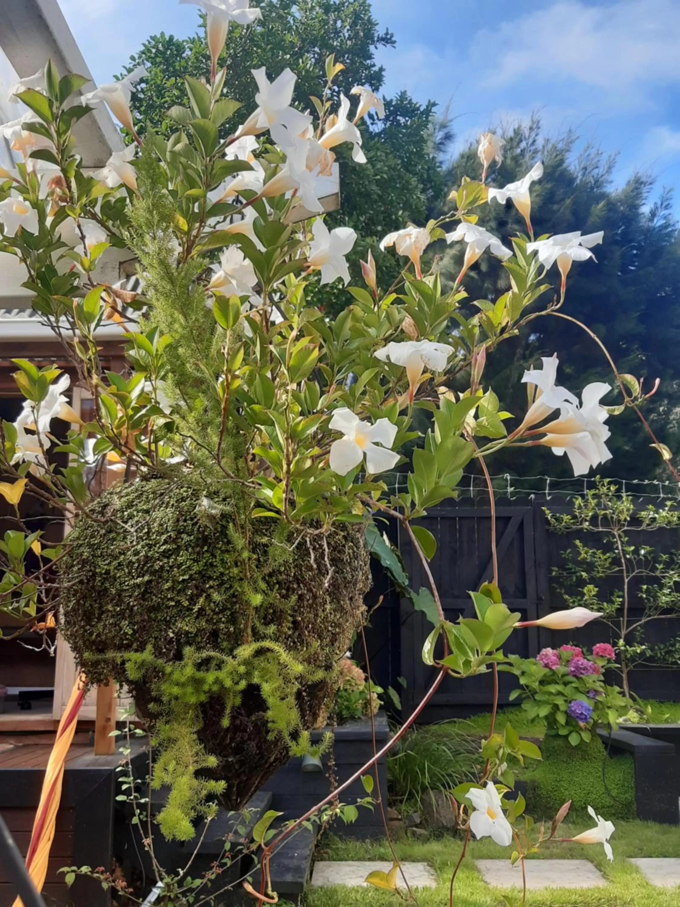 Garden in Harbour View Cottage