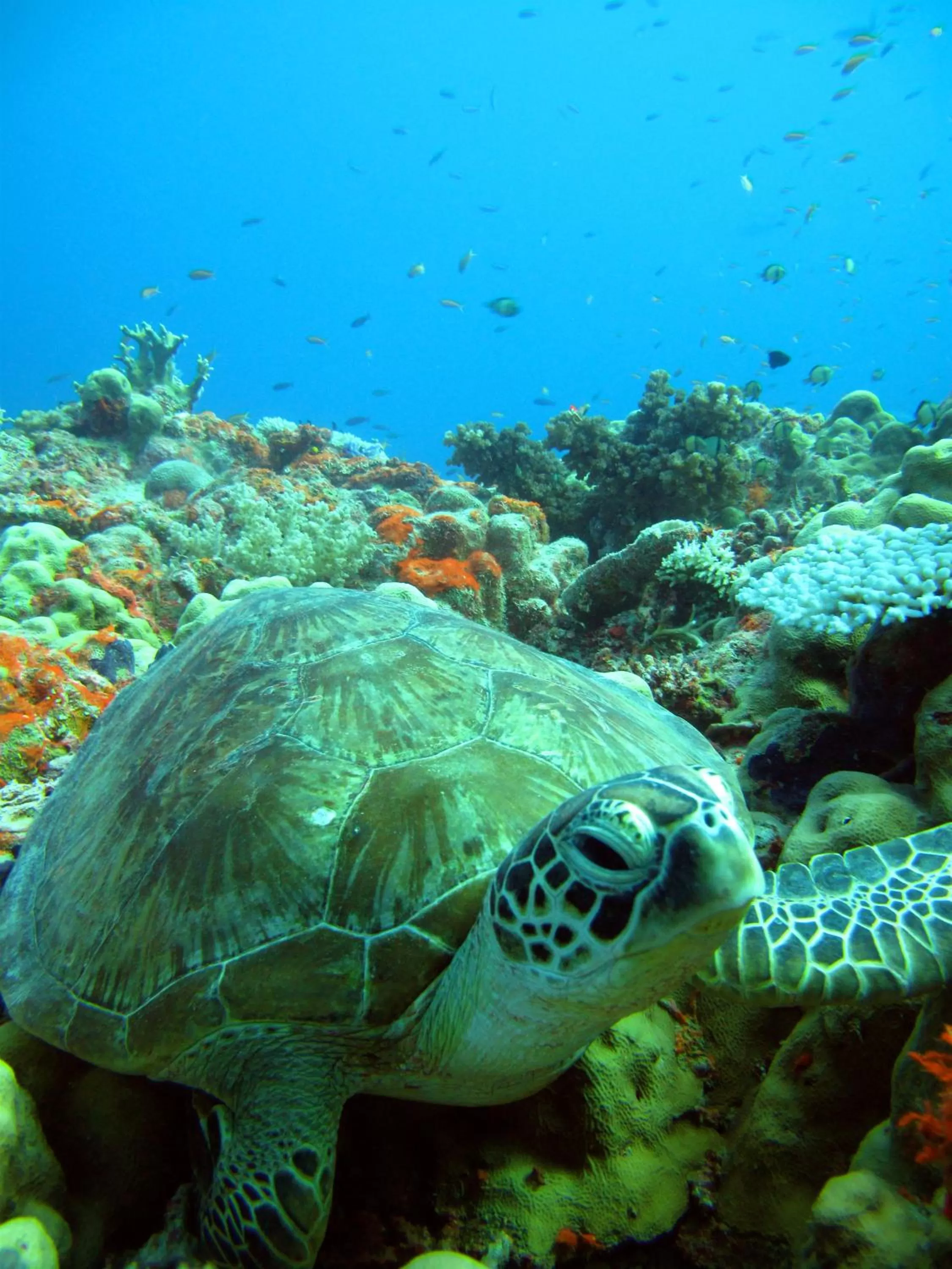 Snorkeling in Rapopo Plantation Resort