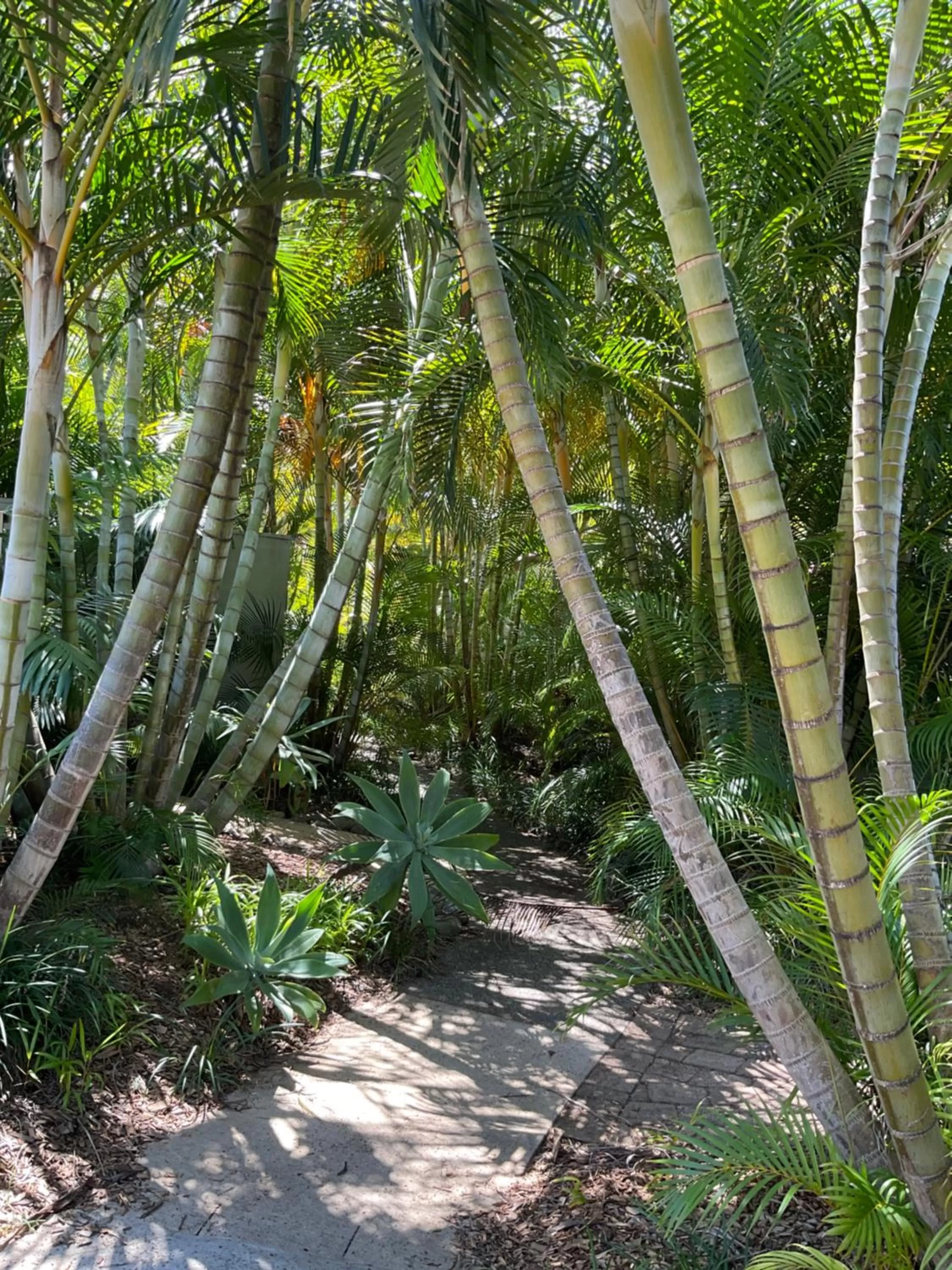 Garden in Private Suite Nautilus Beach Front Resort