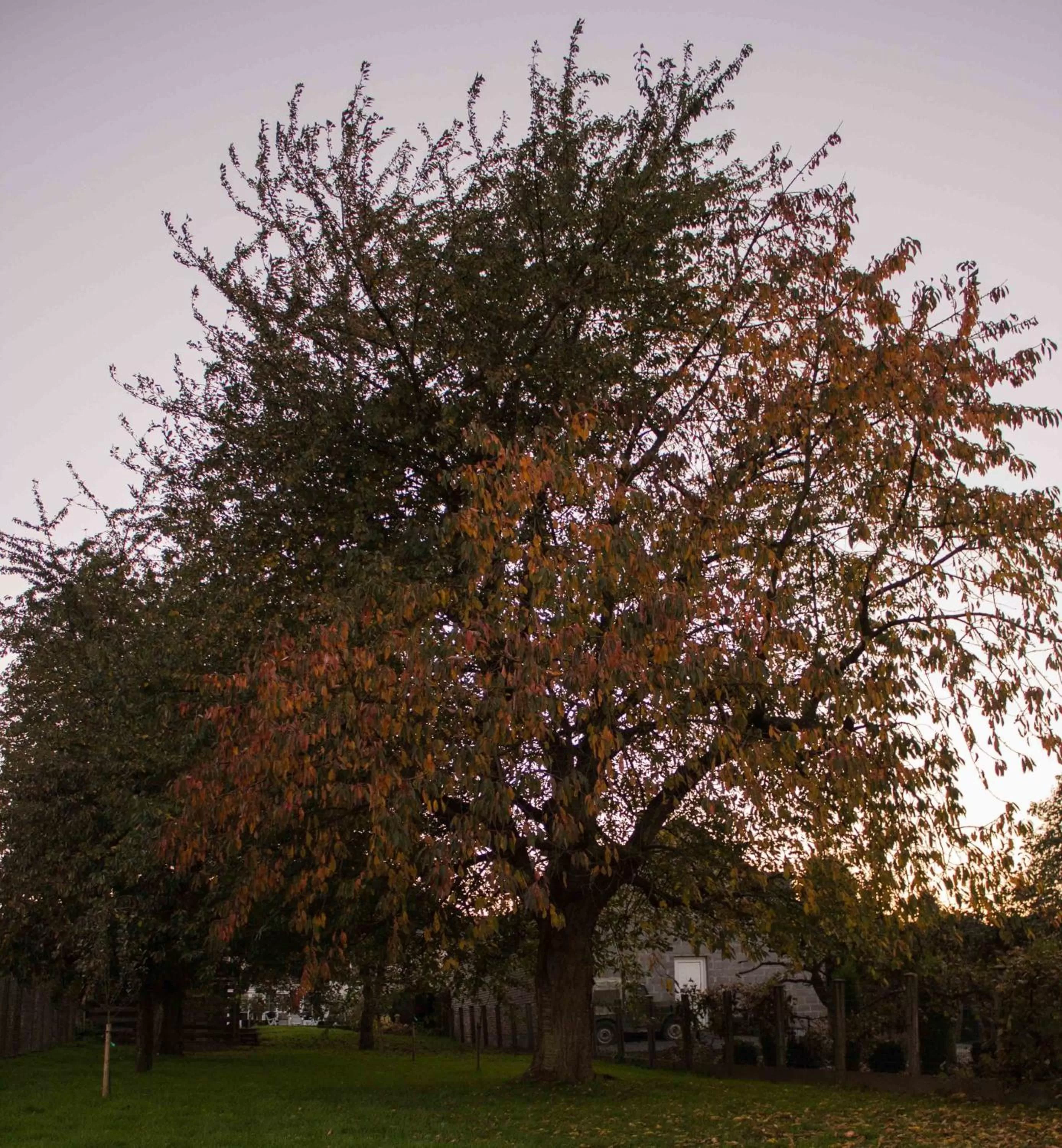 Garden in B&B Den Boomgaard Moorsel