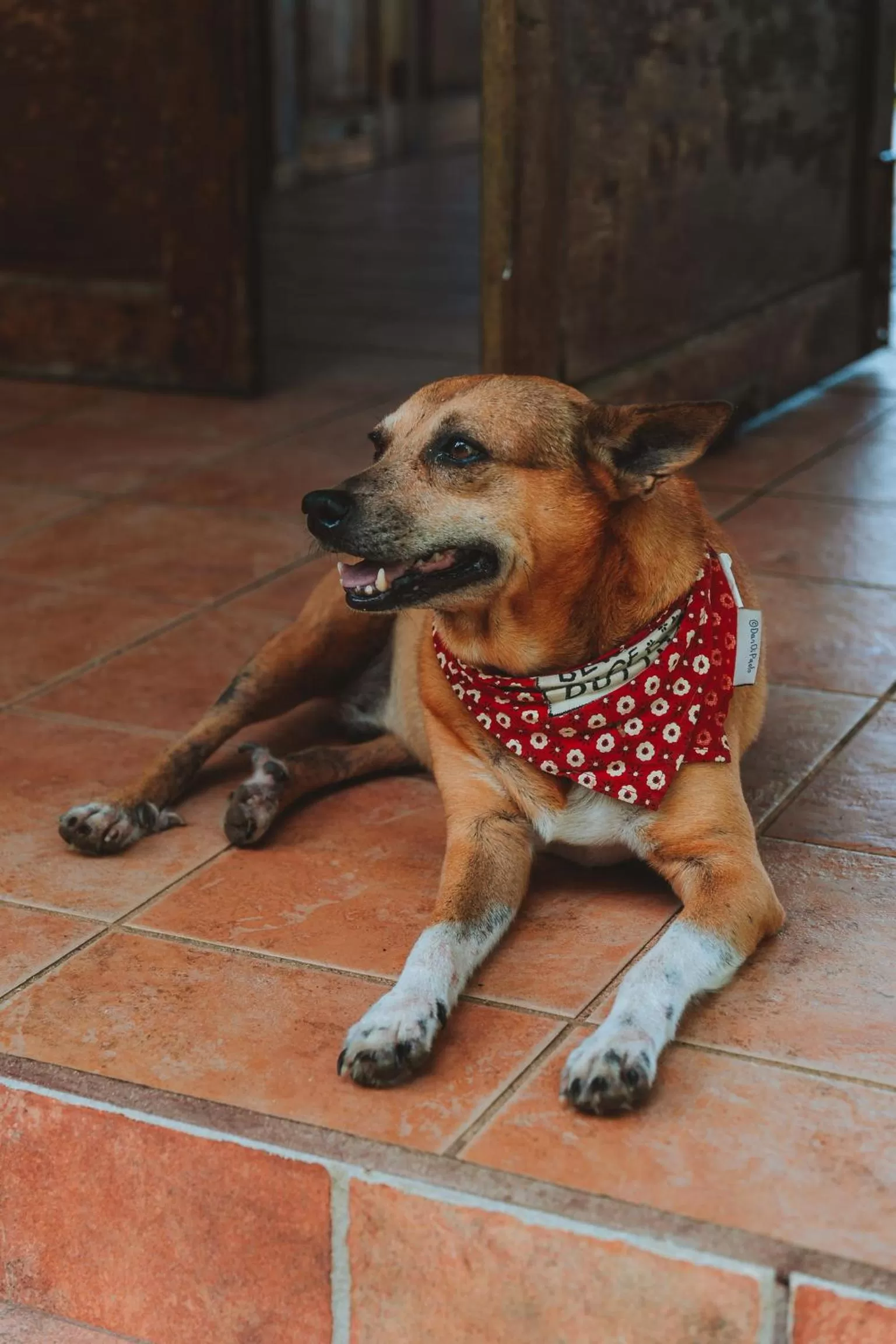 Animals, Pets in Bird Island Bungalows