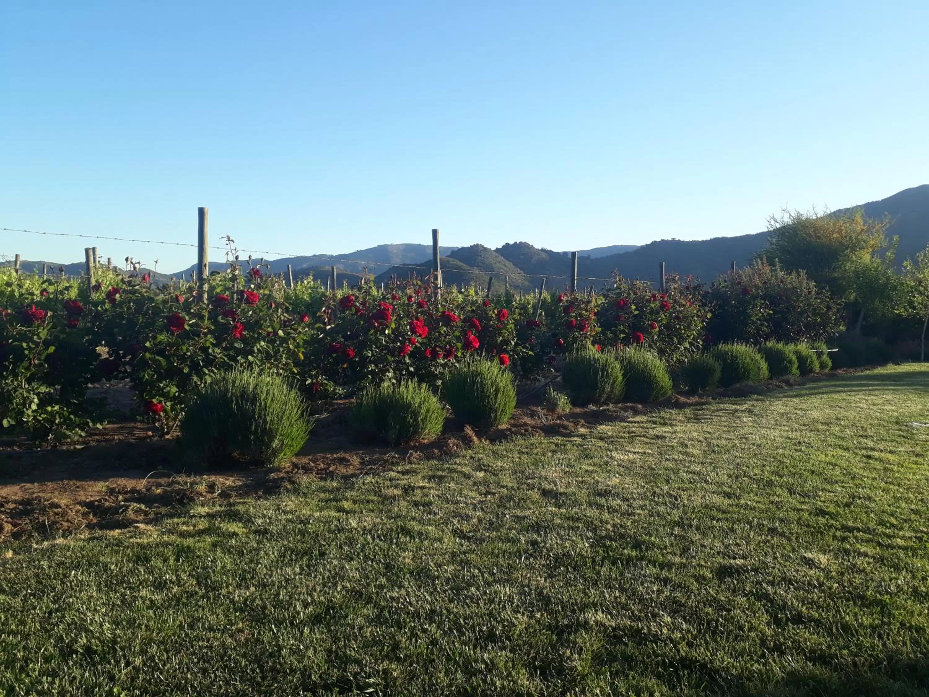 Garden in Callihue Lodge