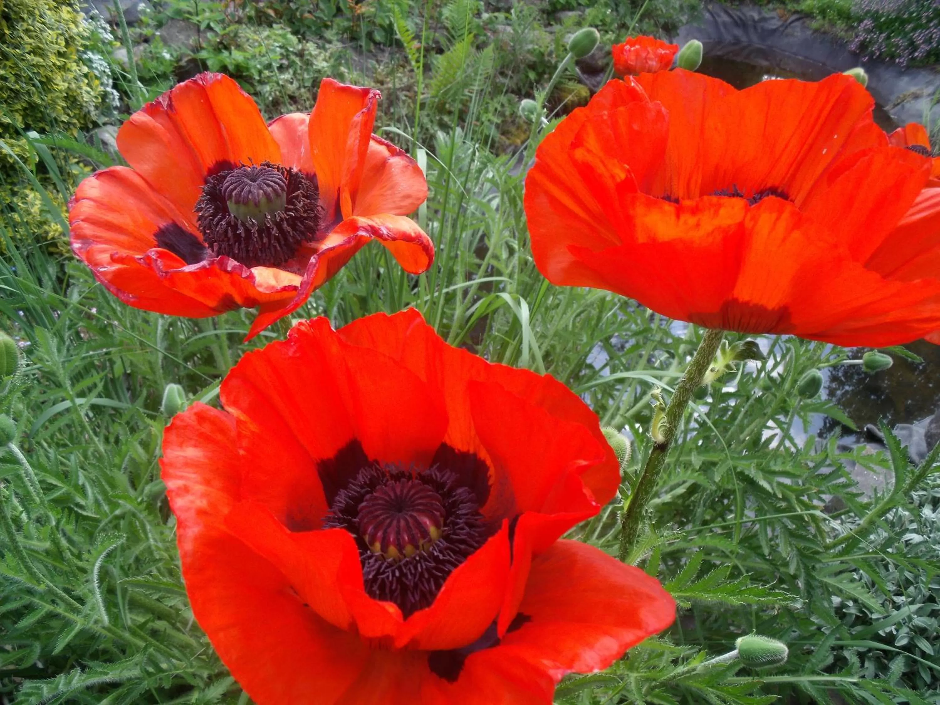 Garden view in chambres d hotes ,hotel ,Secret d'une Nuit a vicq prės de onnaing,avec piscine
