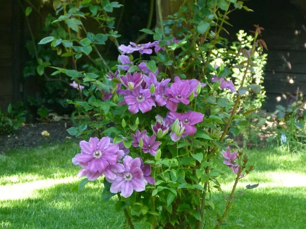 Activities in Iolanthe