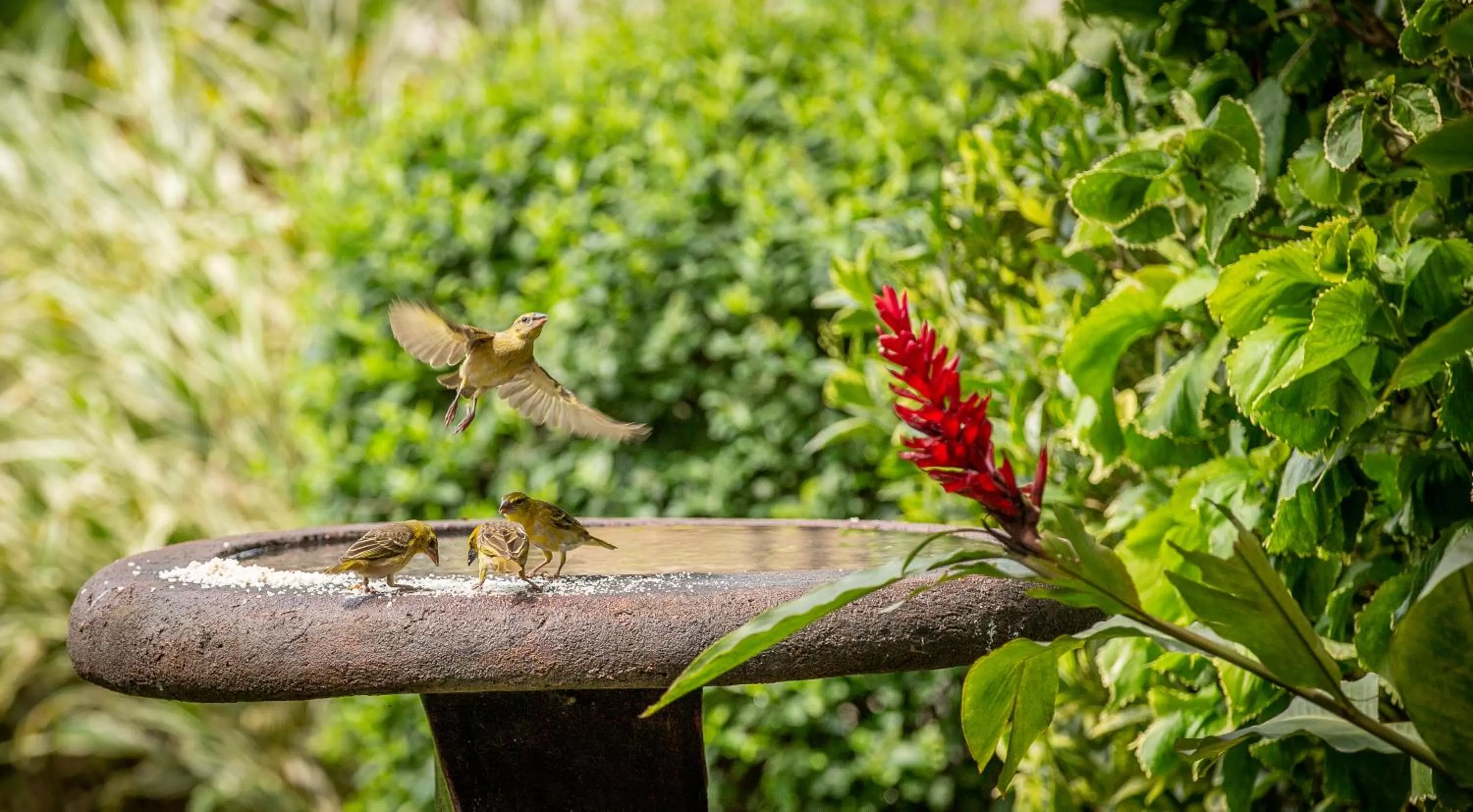 Bird's eye view in Nyaika Hotel