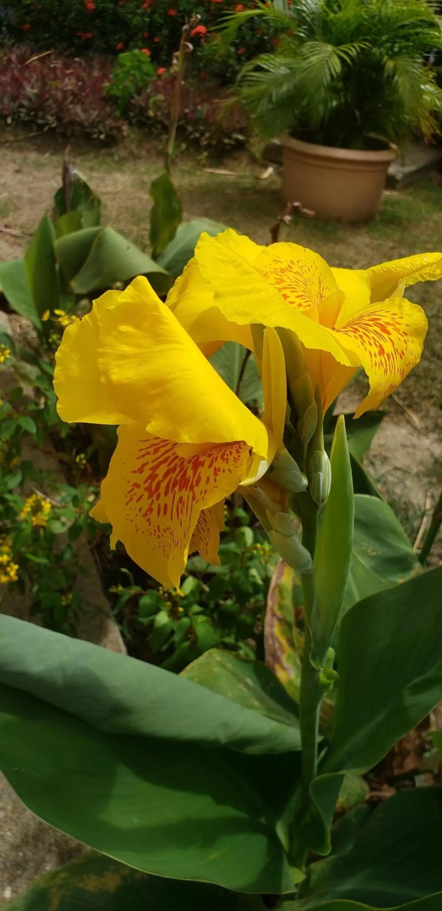 Garden in Starfish Tobago