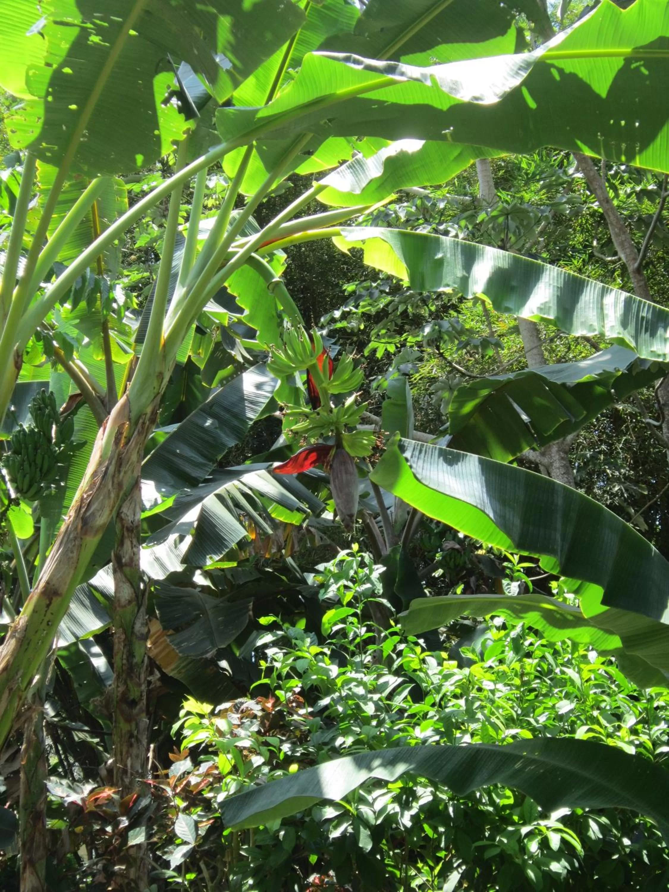 Garden in Hotel El Paraiso Escondido - Costa Rica