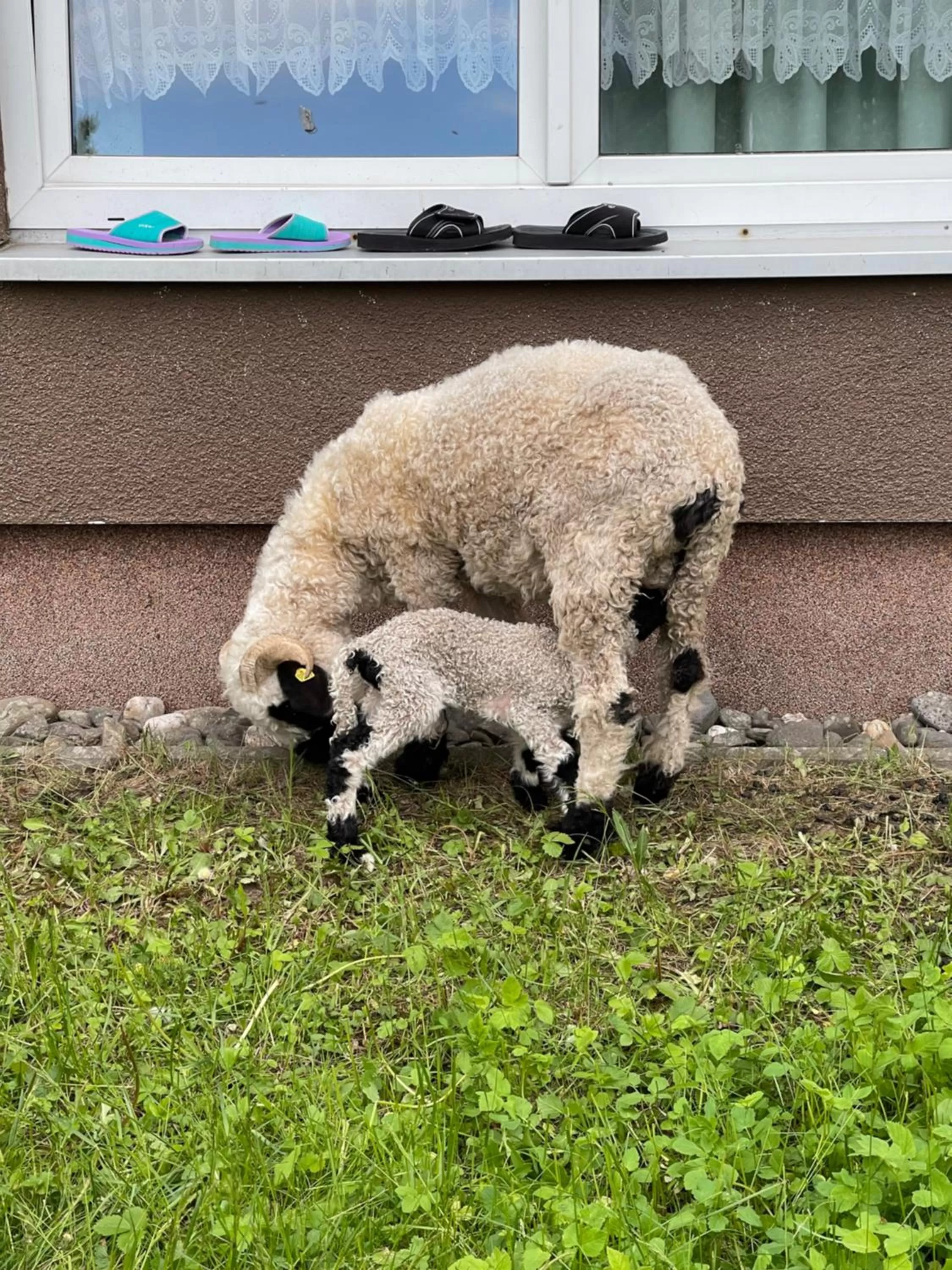 Animals in Hotel Lugsteinhof