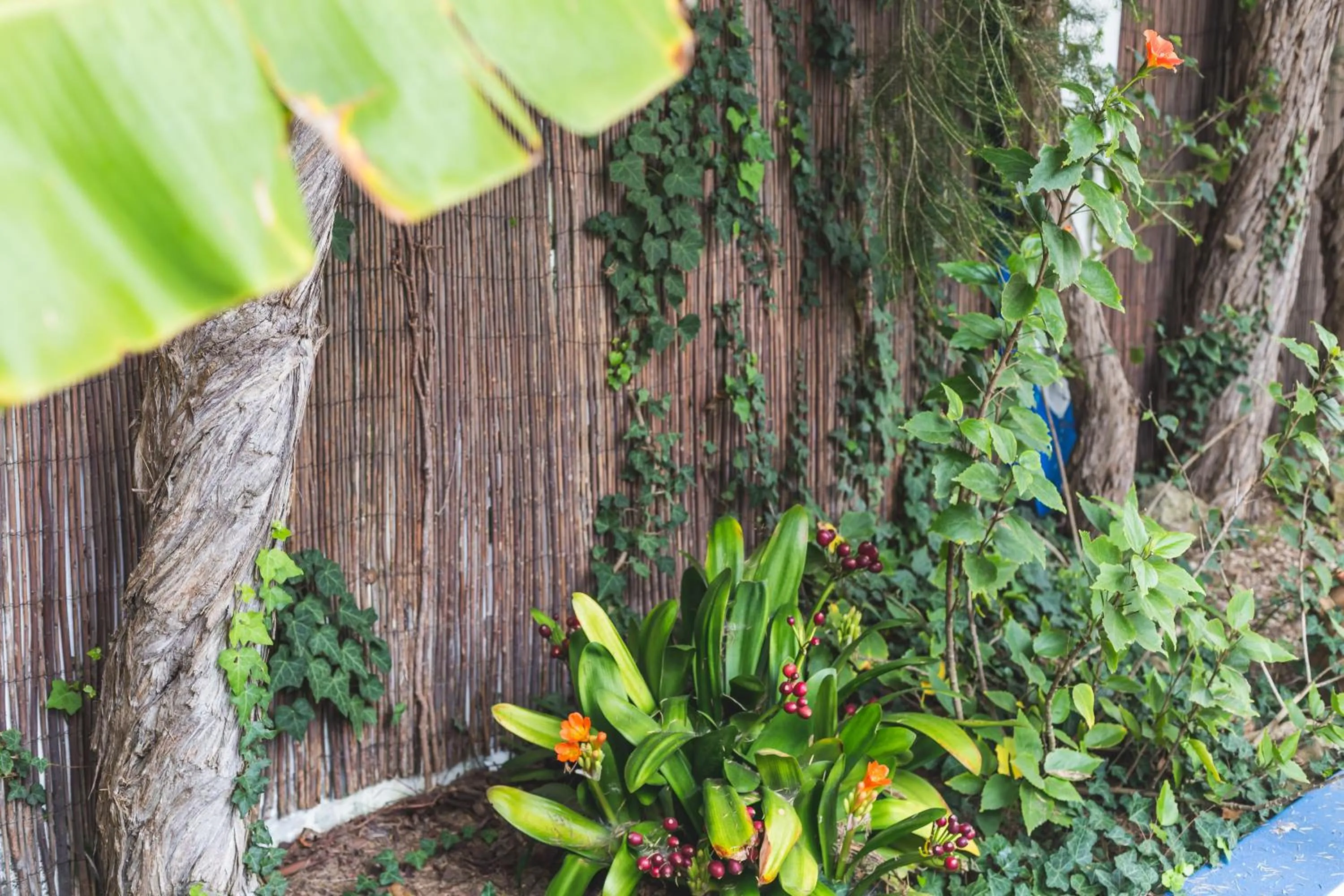 Garden in Ericeira Chill Hill Hostel & Private Rooms