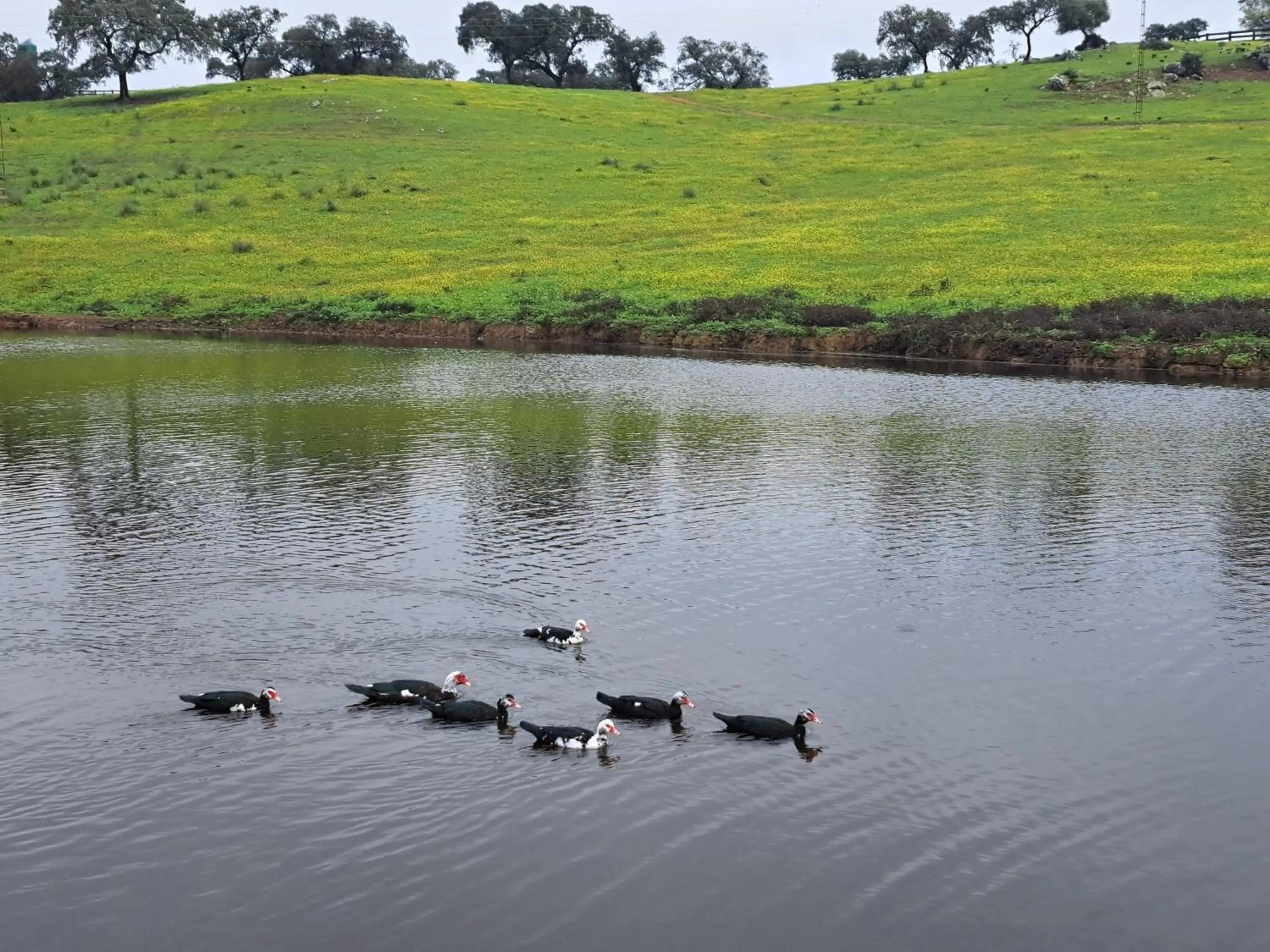 Sports, Other Animals in Alojamiento Rural Finca Barral