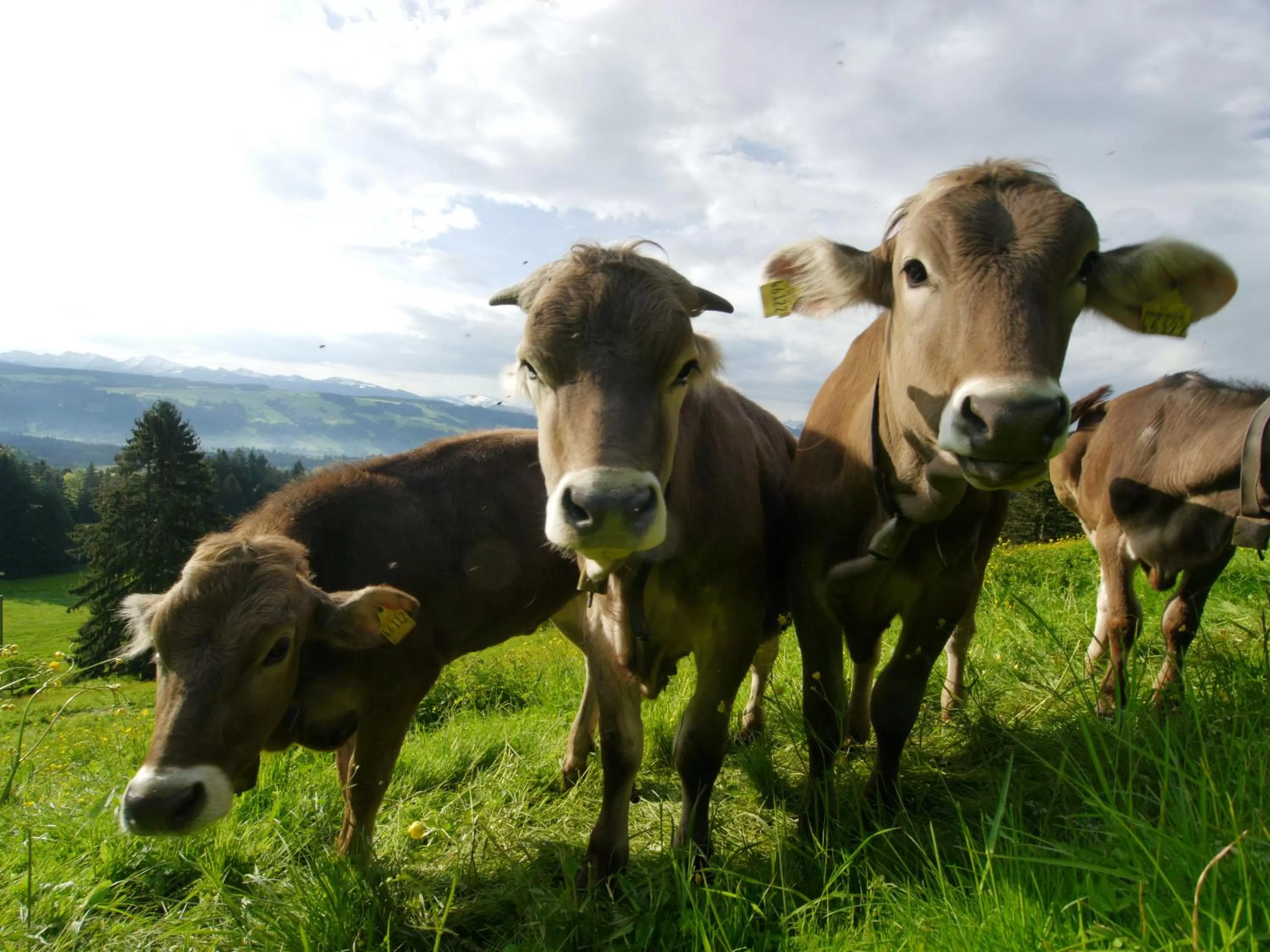 Animals in Hotel Post