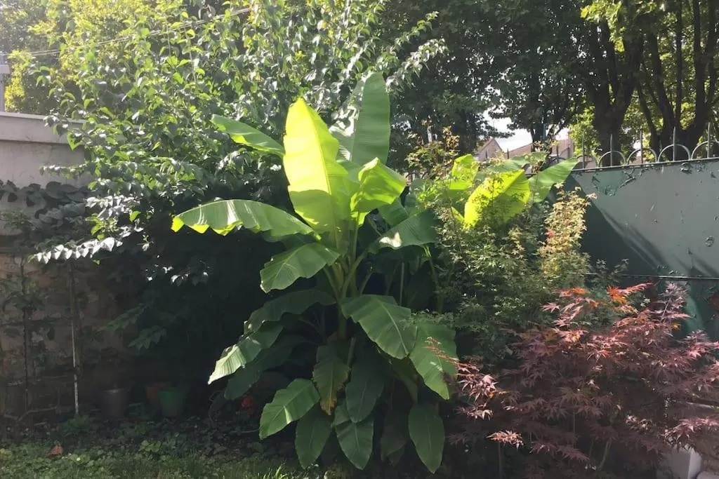 Garden in Villa Eugénie Melun