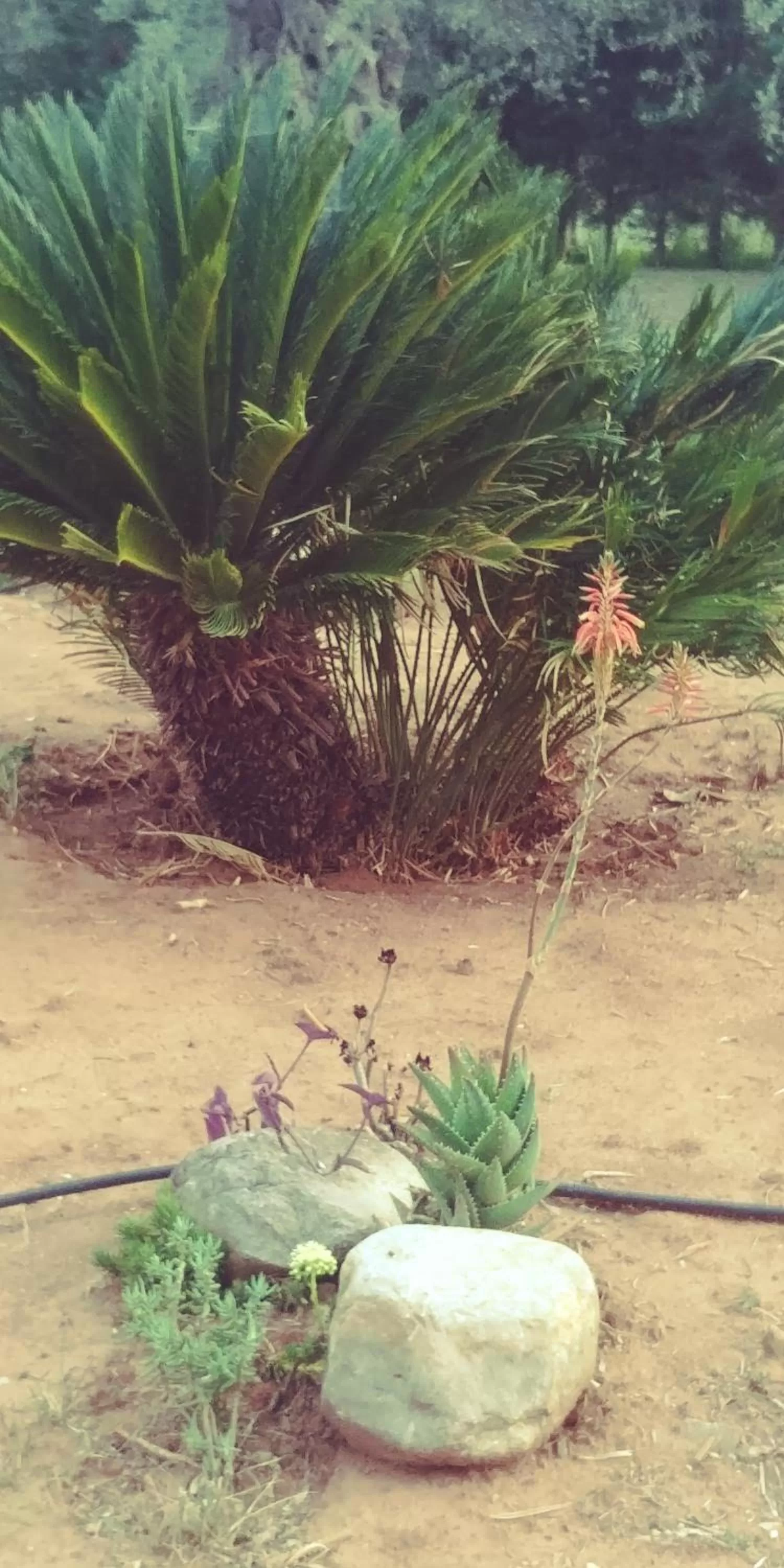 Garden in La Piana degli Ulivi