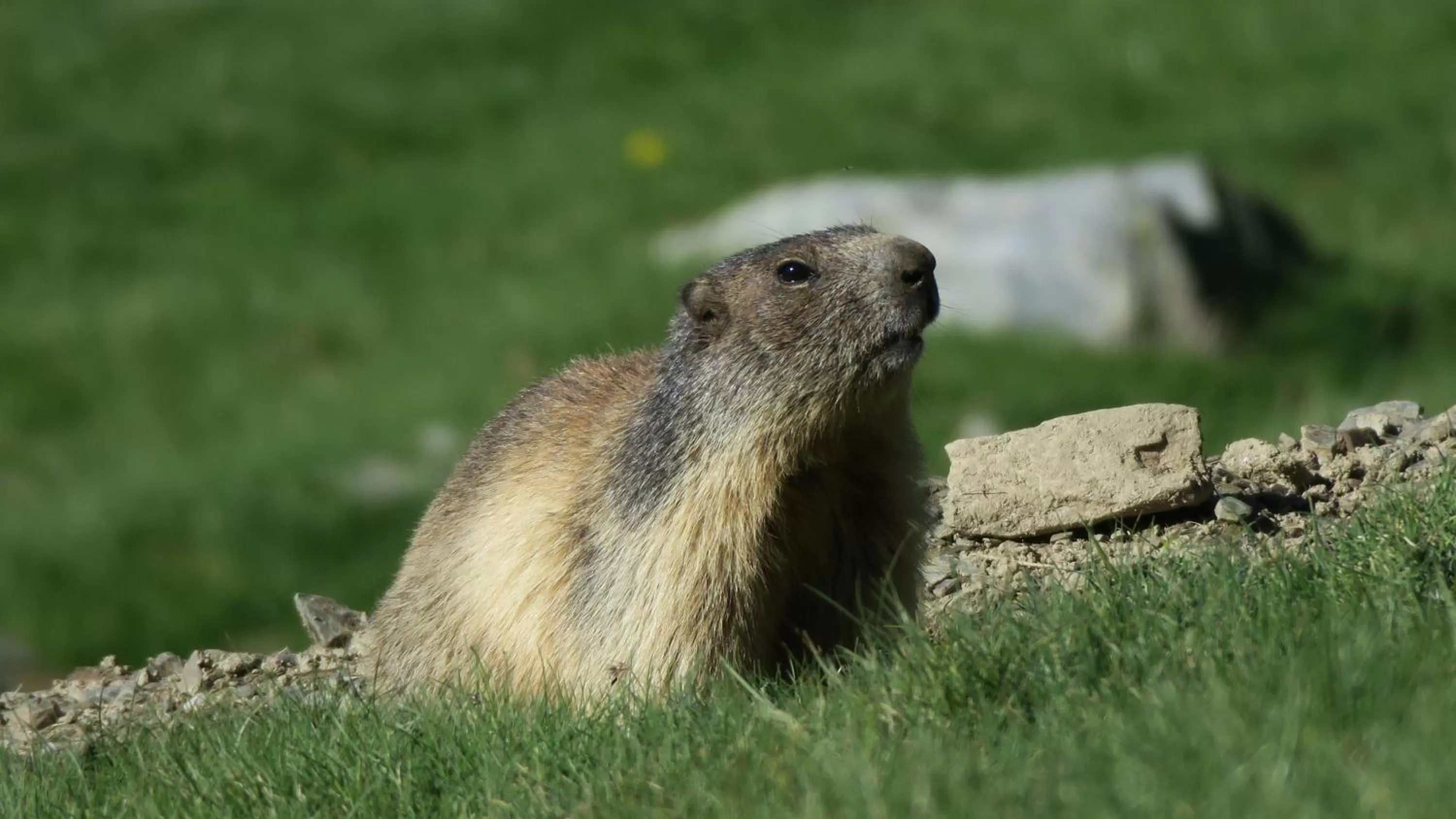 Animals in Serrat del Vent - Adults only