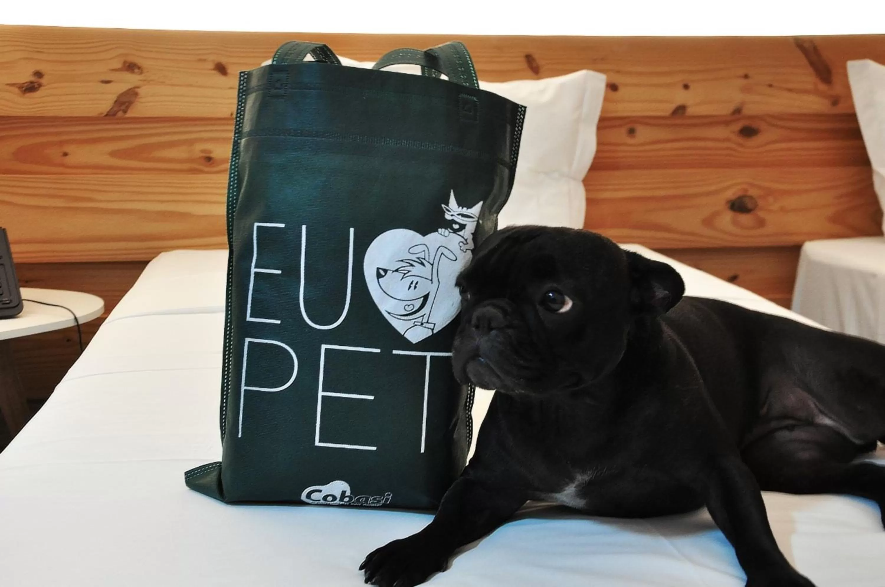 Pets in Executive Inn Fernandopolis