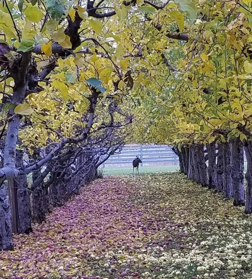 Garden in Casia Lodge and Ranch