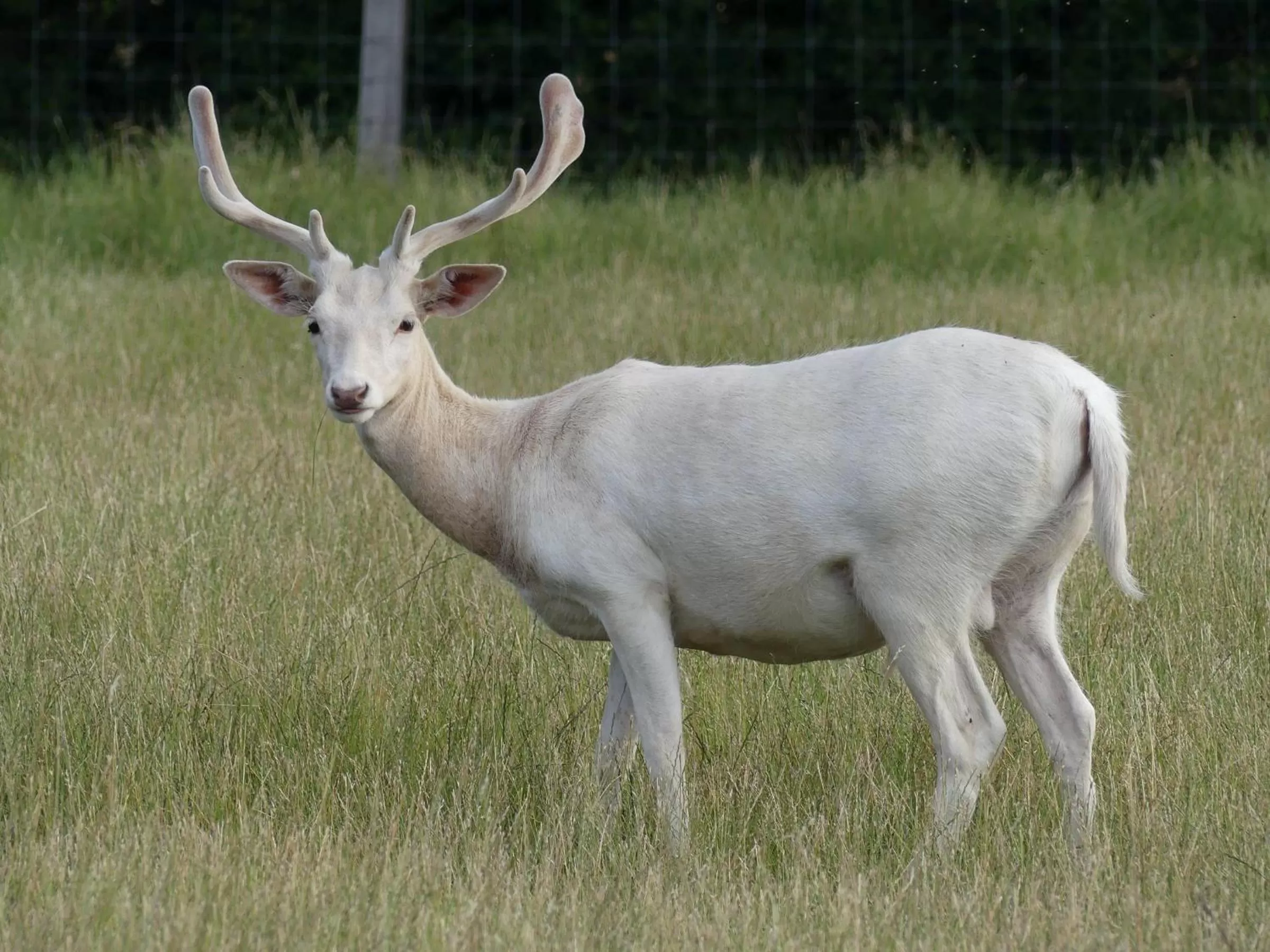 Animals in Hotel Schwartze