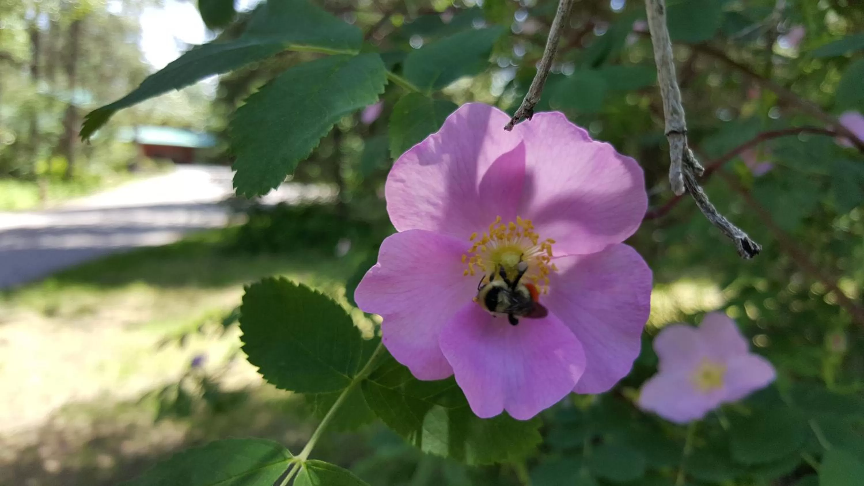 Summer in North Forty Resort