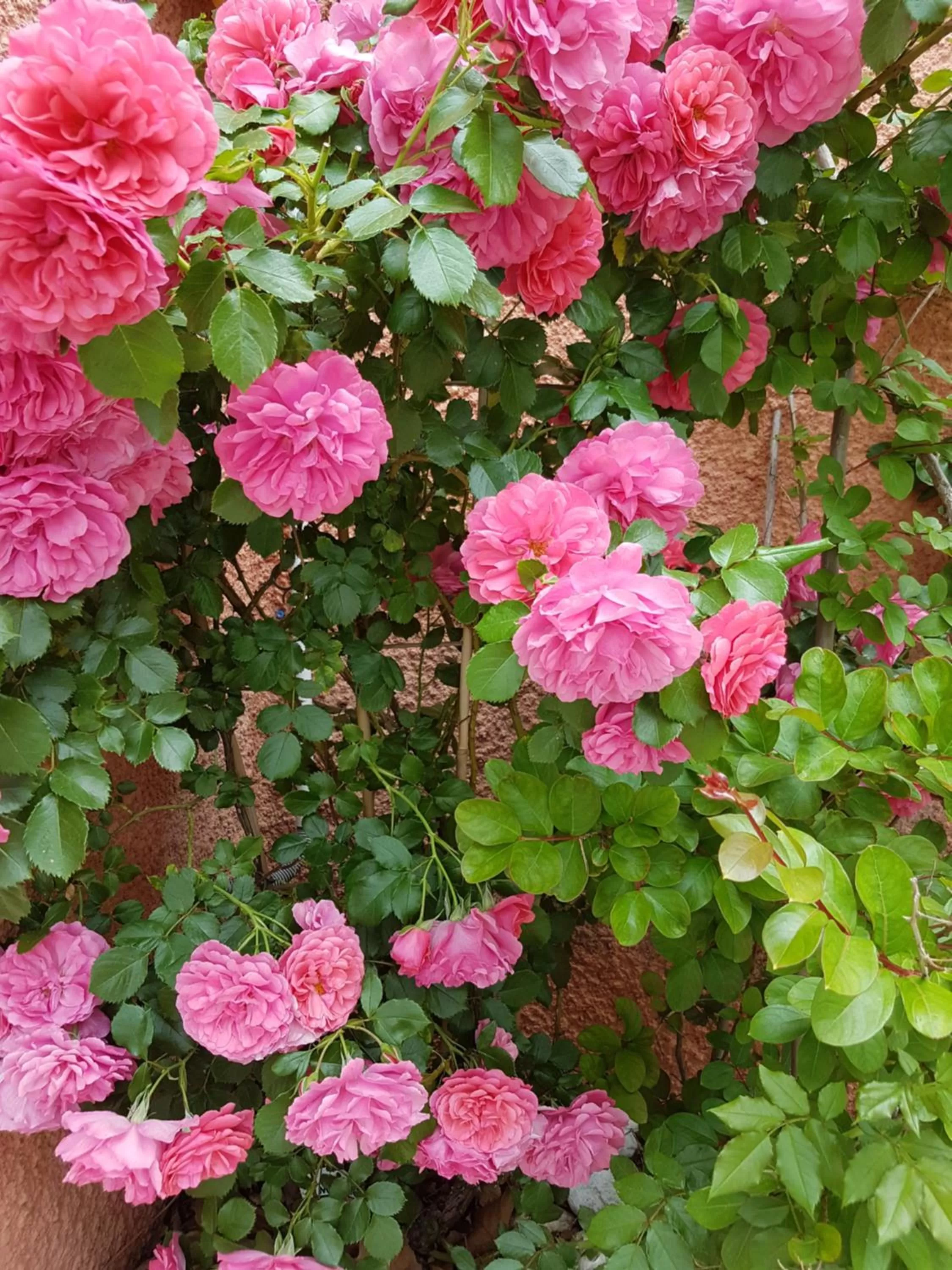 Balcony/Terrace in Le Mas du Lingousto