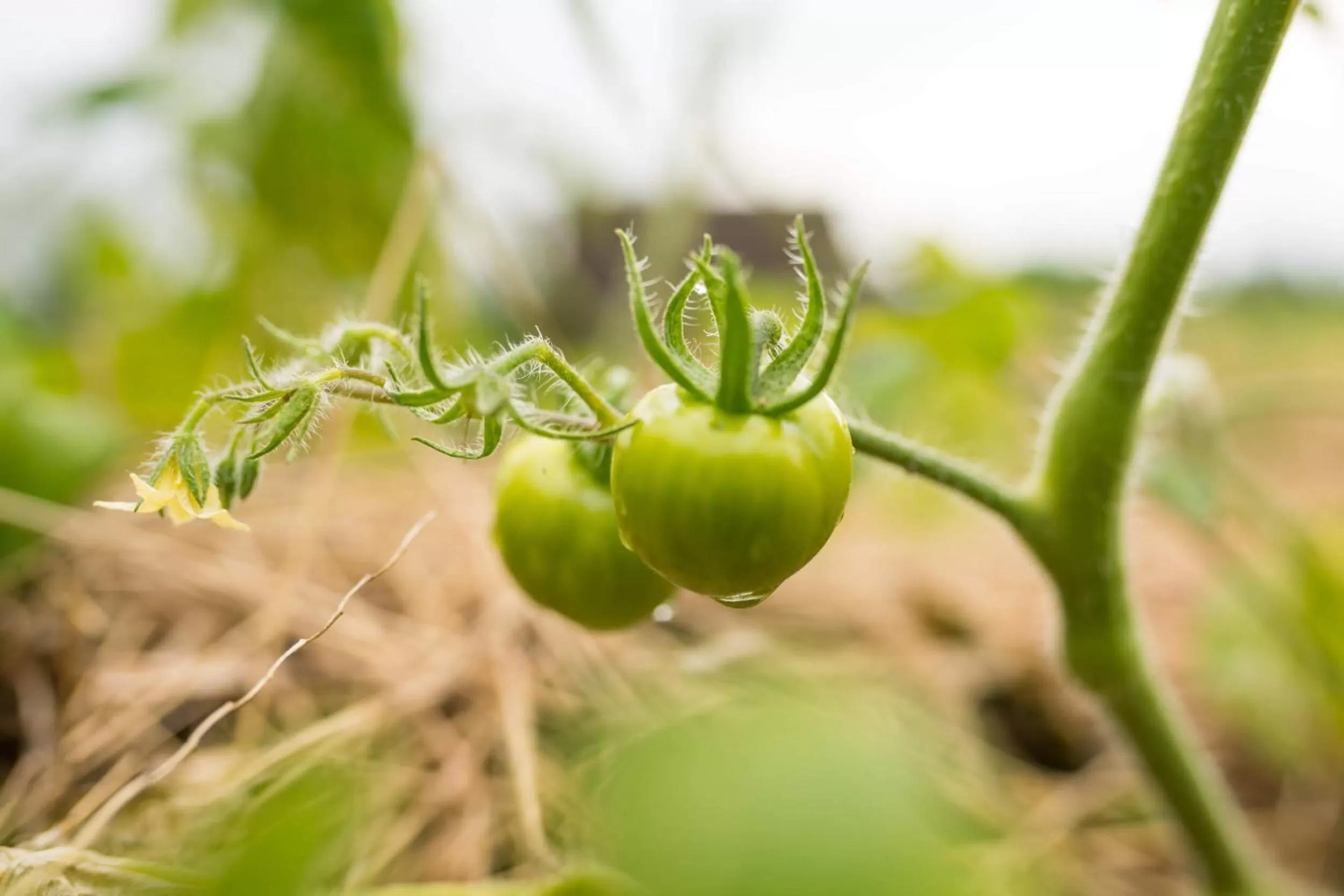 Garden in Olo Center by Kolovesi National Park
