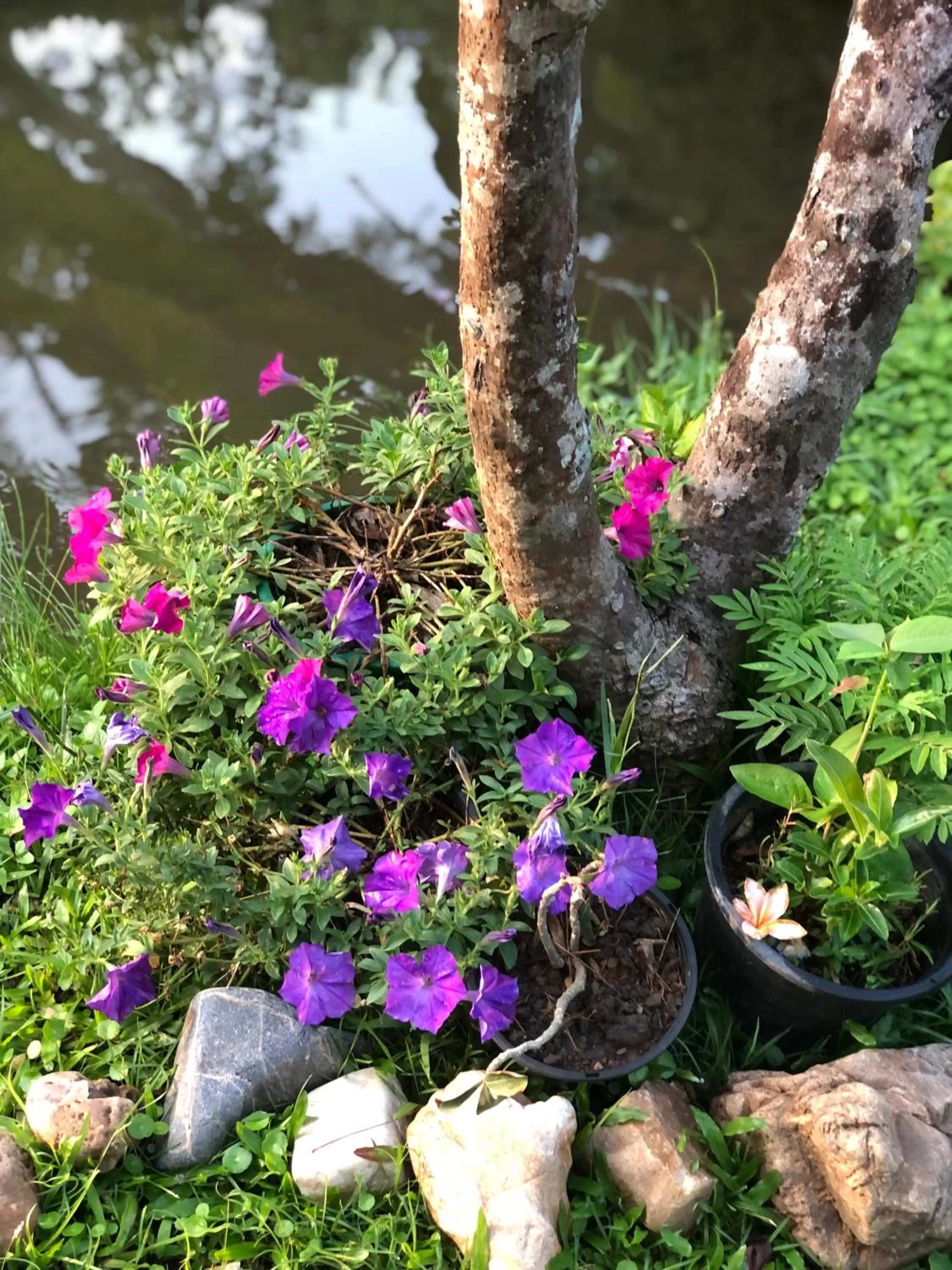 Garden view in Pura Vida Pai Resort
