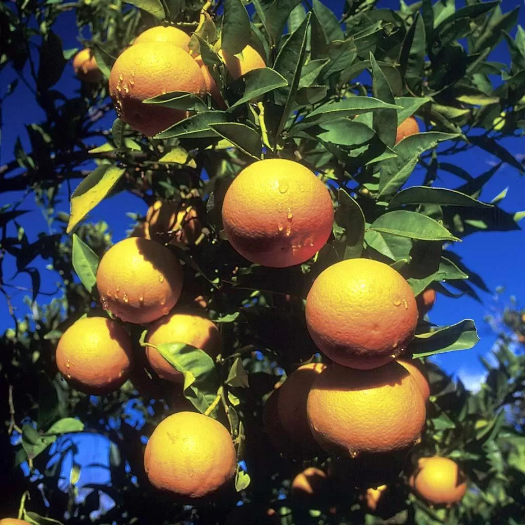 Food in B&B Antoclo Di Concas Angela Margherita