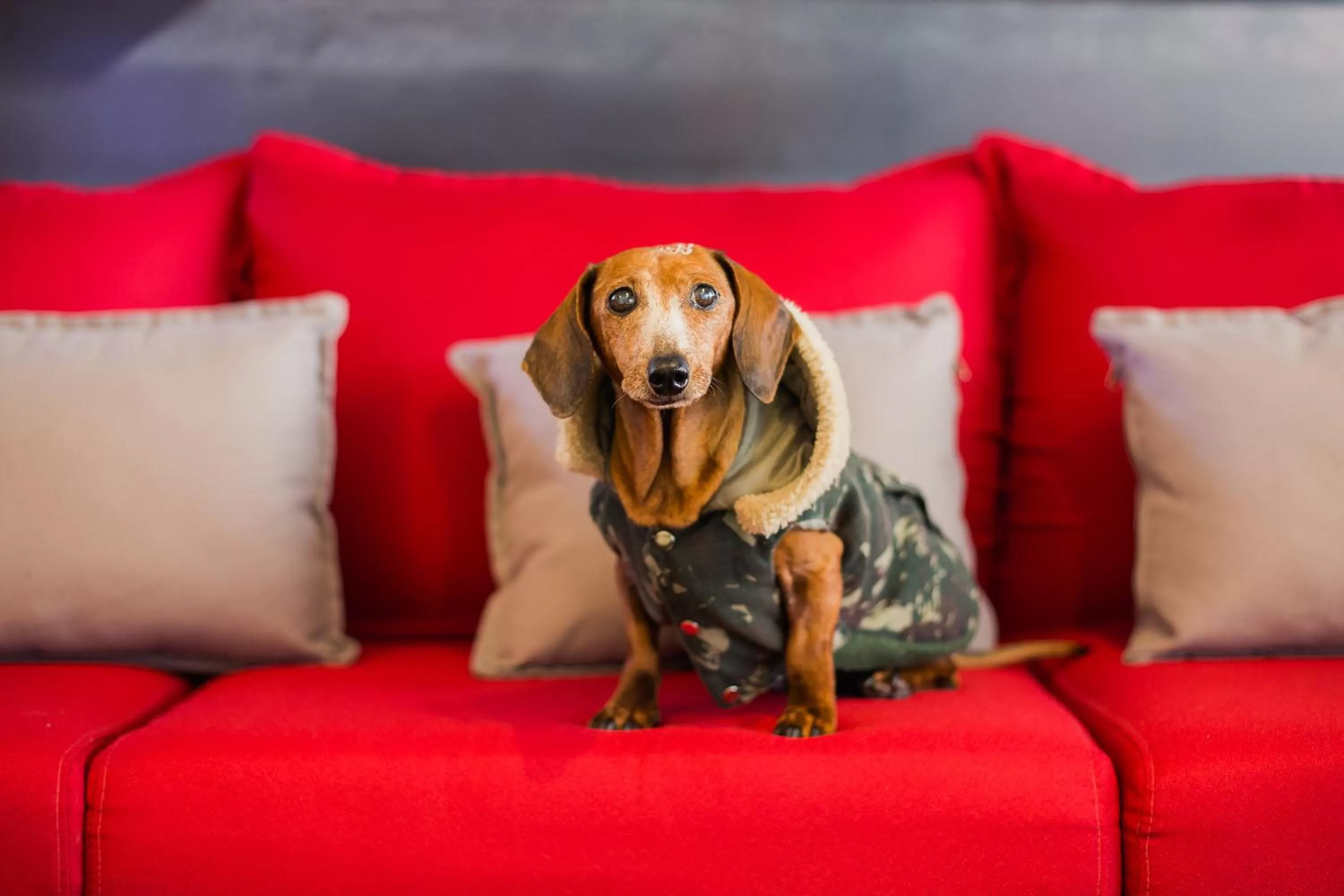 Animals in ibis Erechim