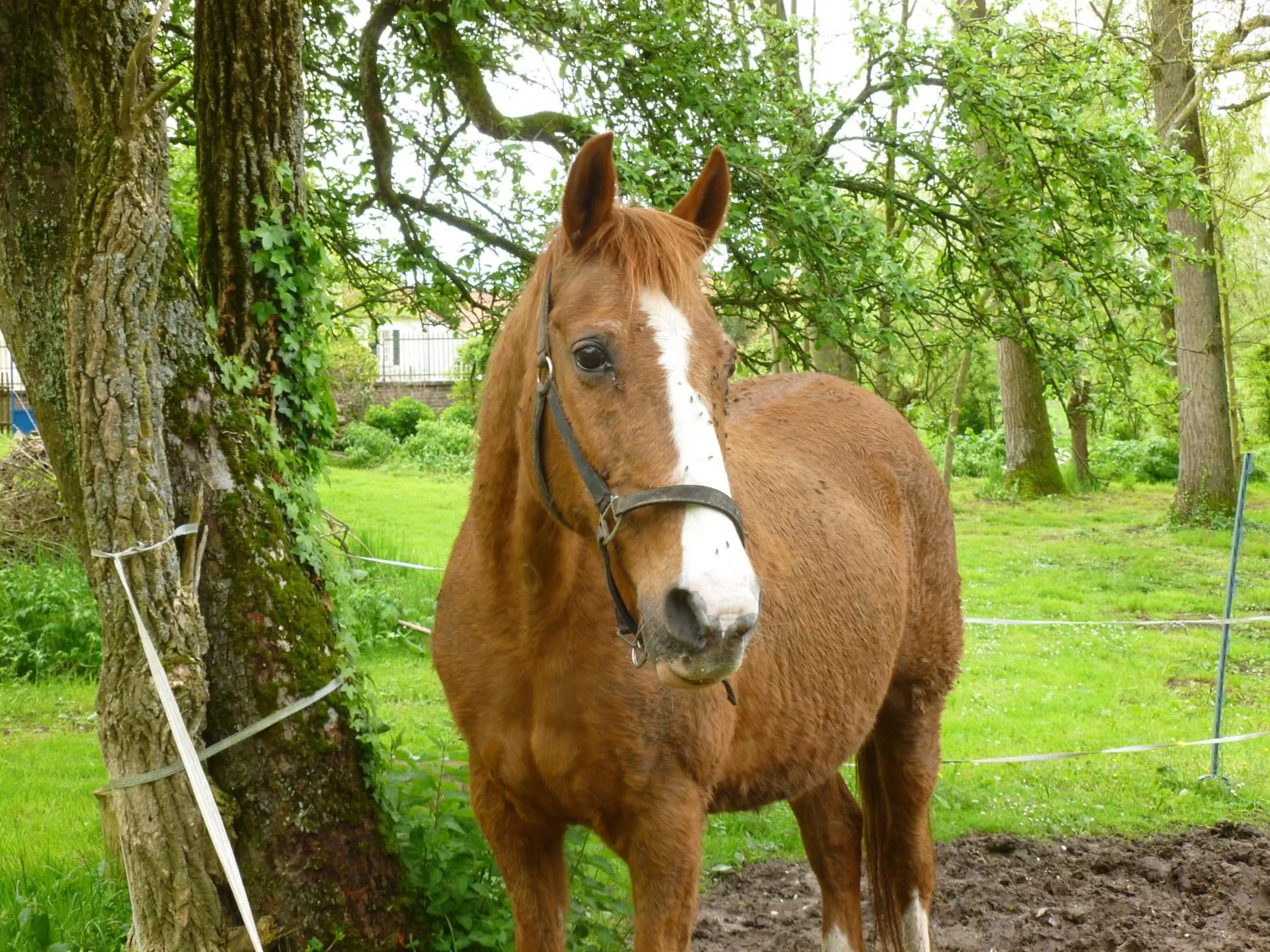 Animals in Manoir Francis