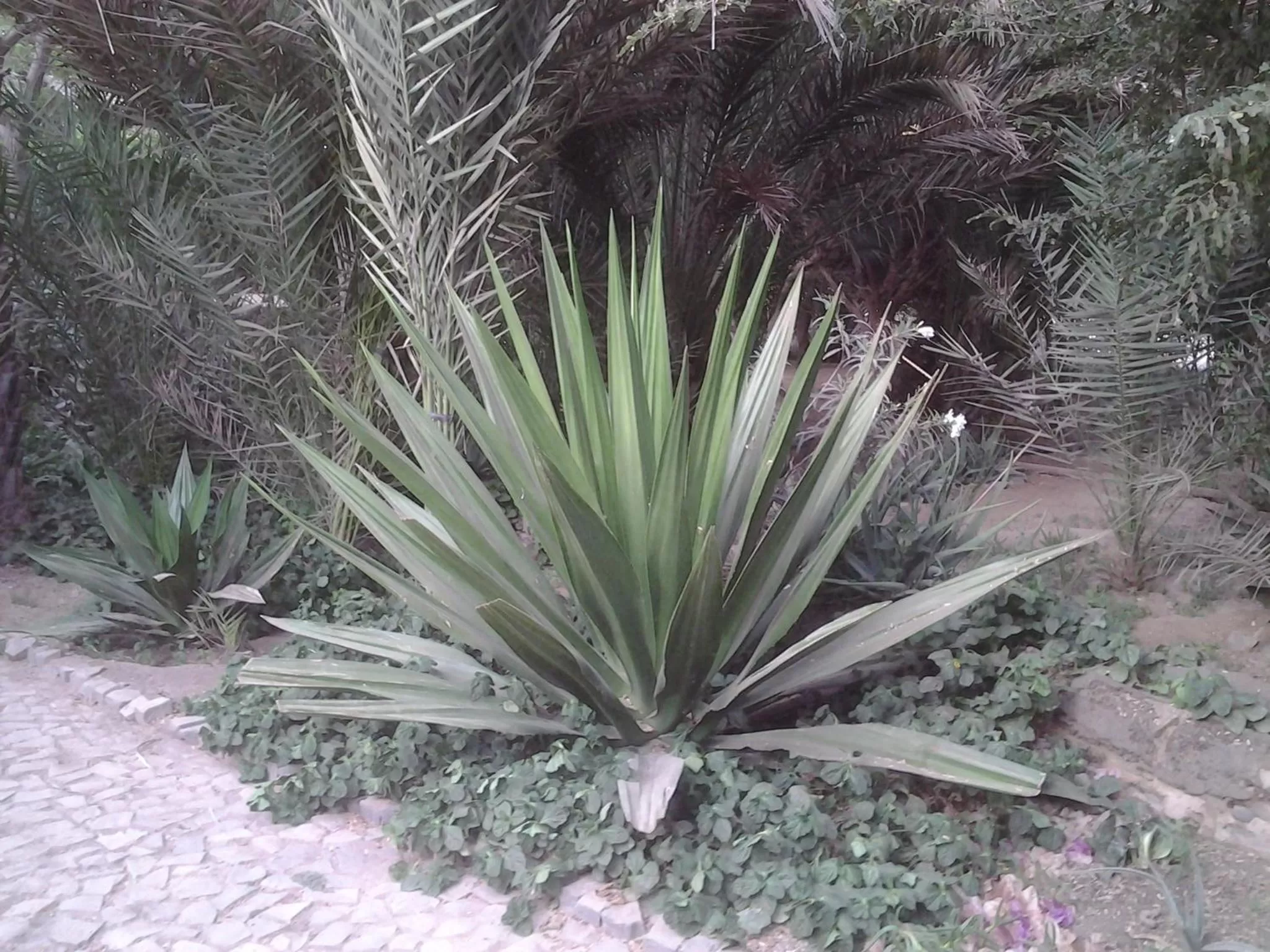 Garden in Villa Morabeza Guest House