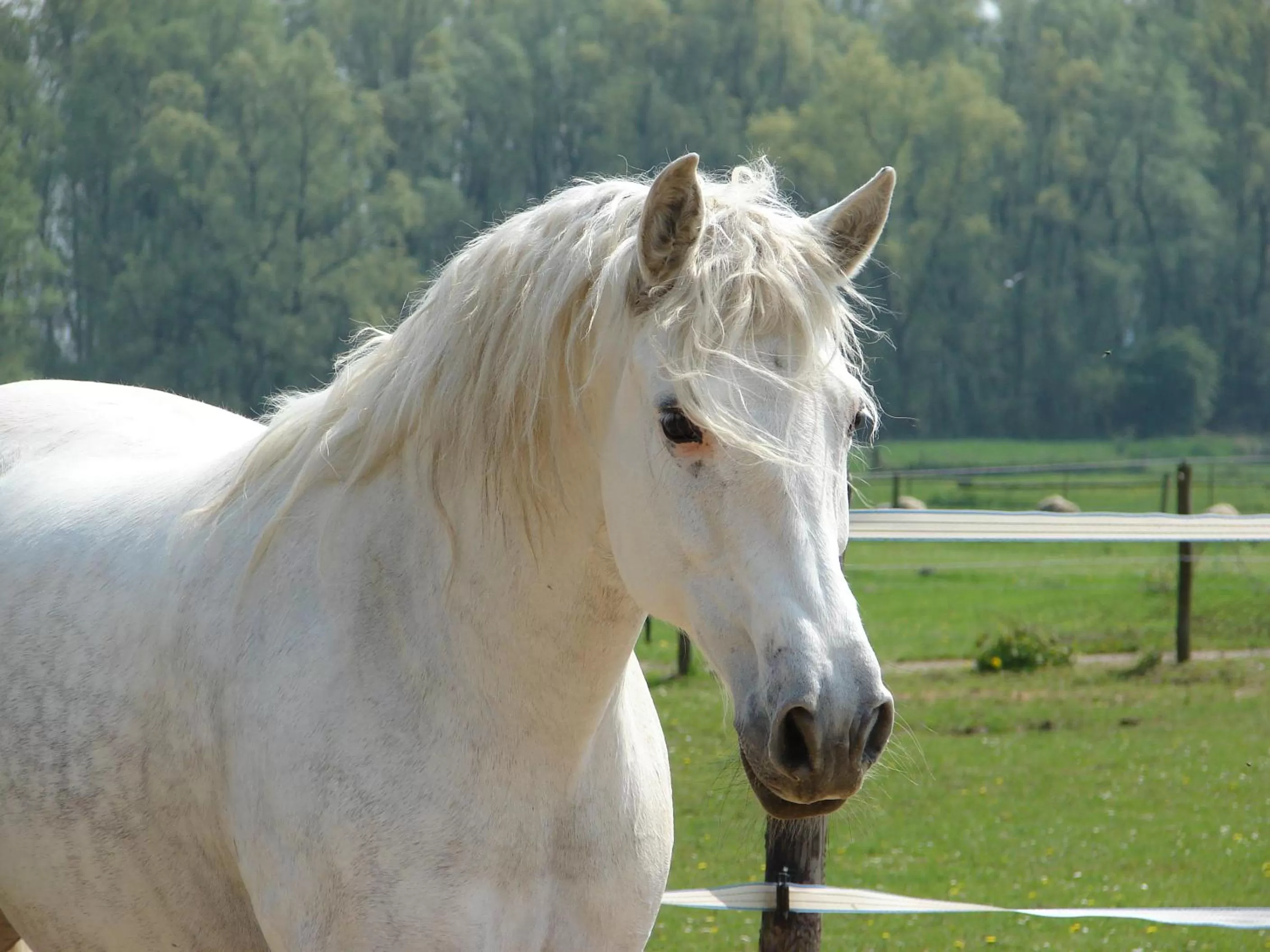 Animals, Pets in Casa Tranquila