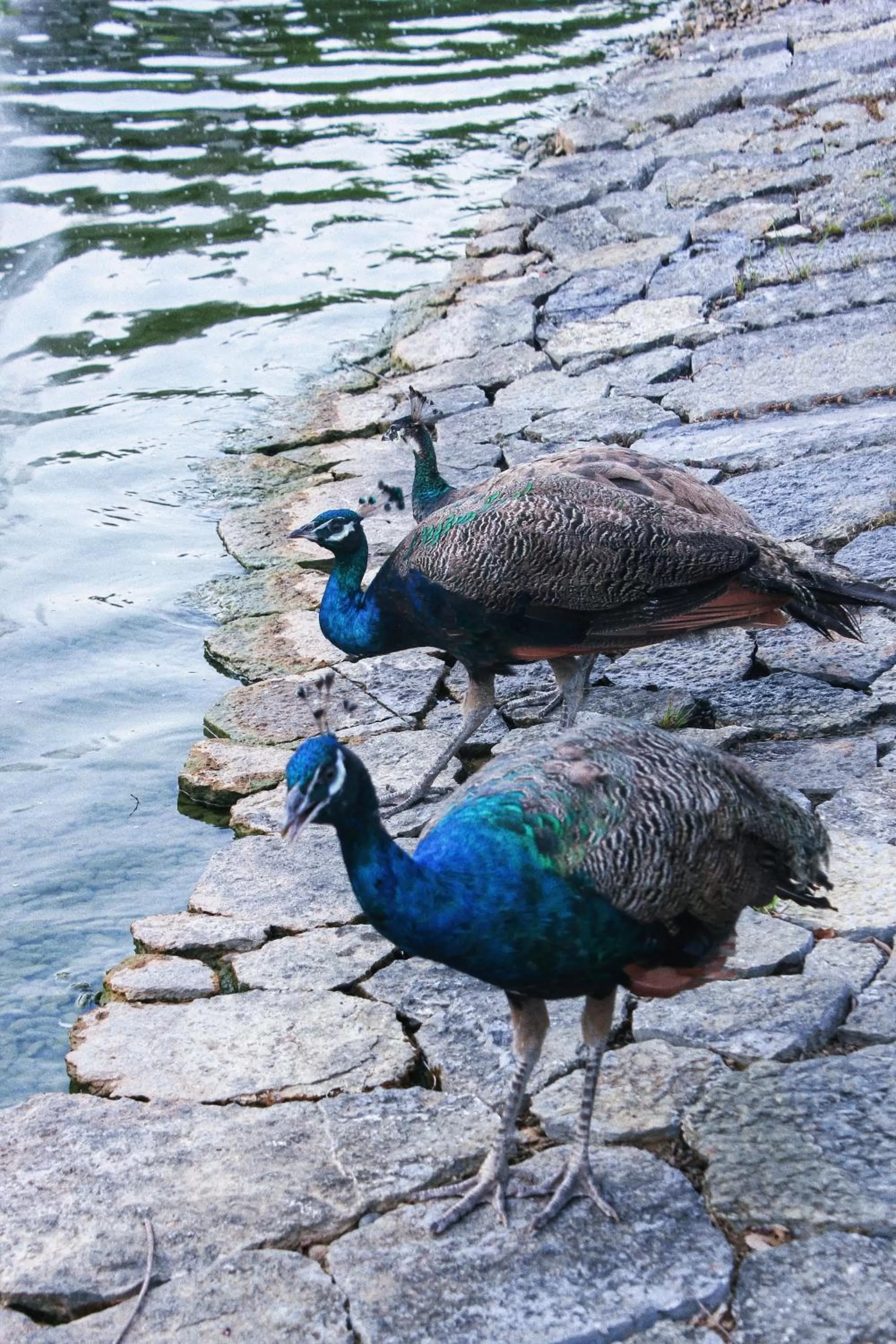 Animals in Banyan Tree Yangshuo