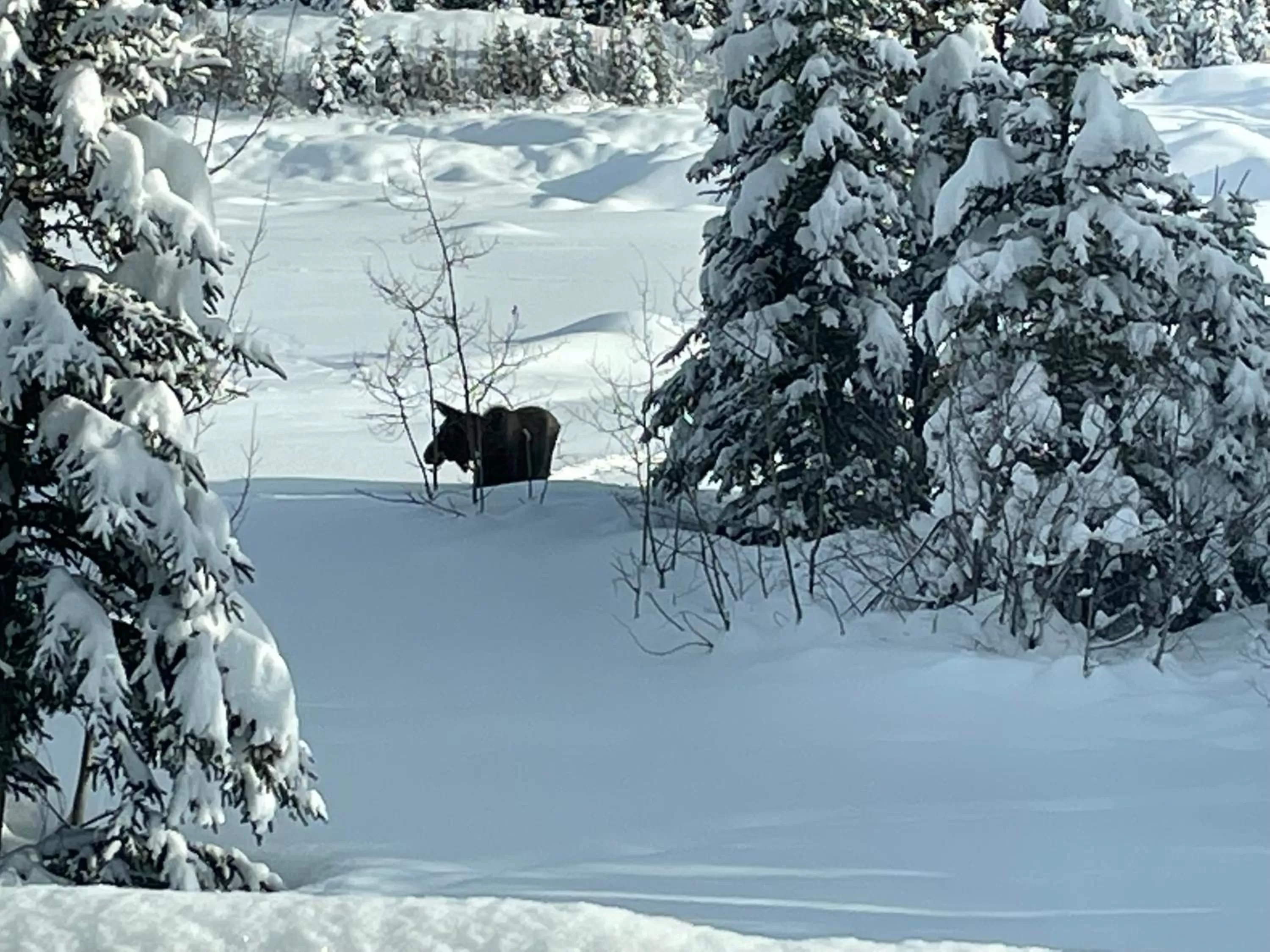 Day in Copperville B & B